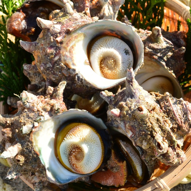 2026年2月3日（火）発送【厳選】国産サザエ 2kg