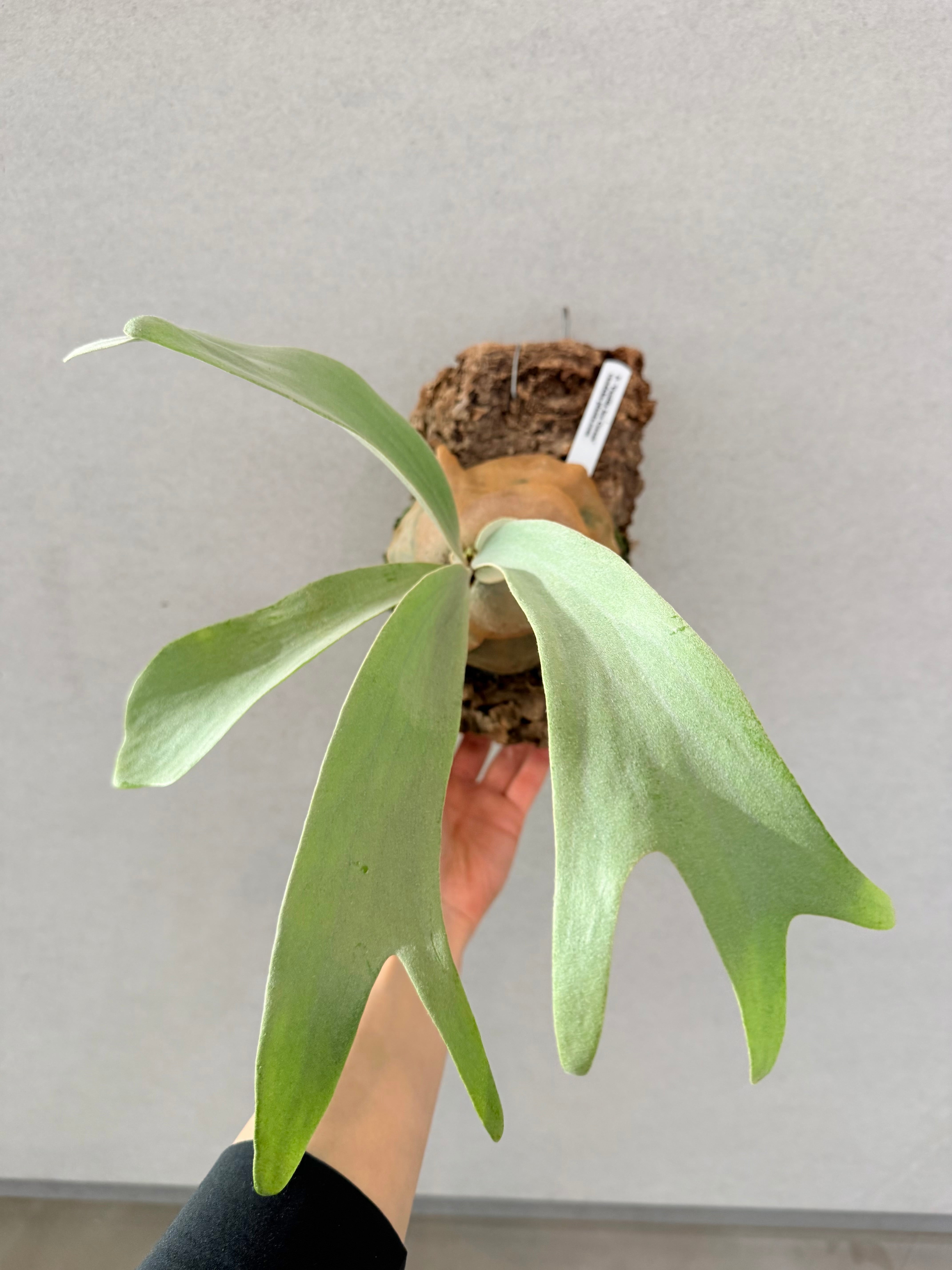 Platycerium_ビカクシダ | vandaka plants