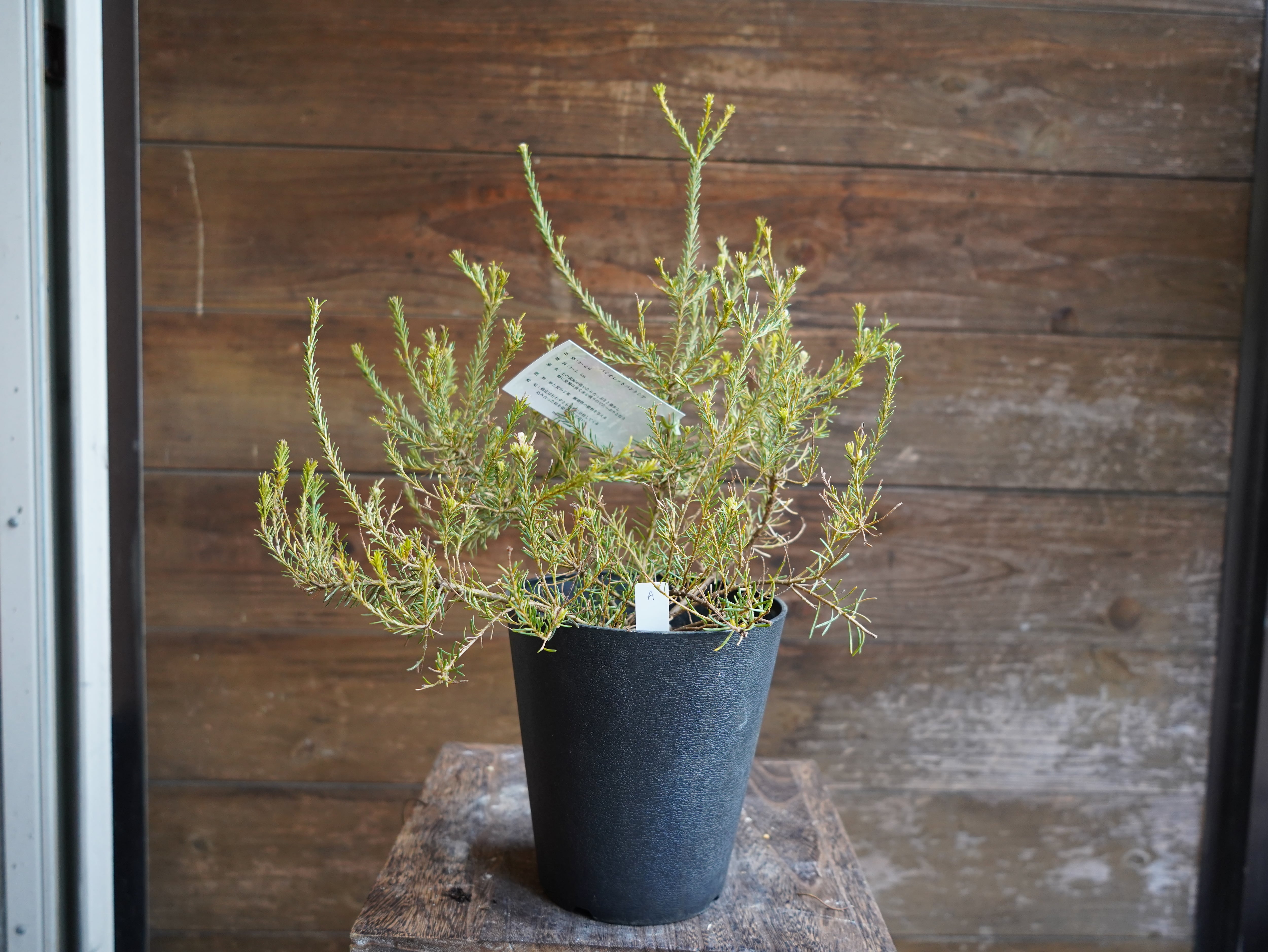 【現物】バンクシア　”ゼオラセア”　