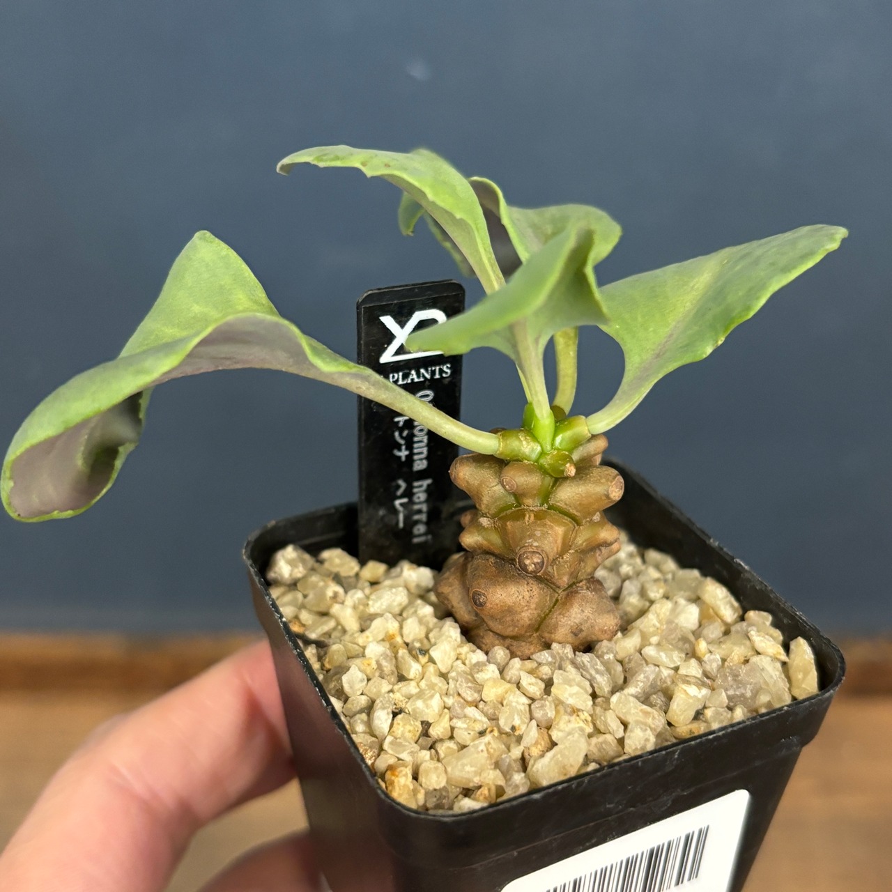 オトンナ ヘレー【1007】