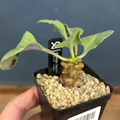 オトンナ ヘレー【1007】