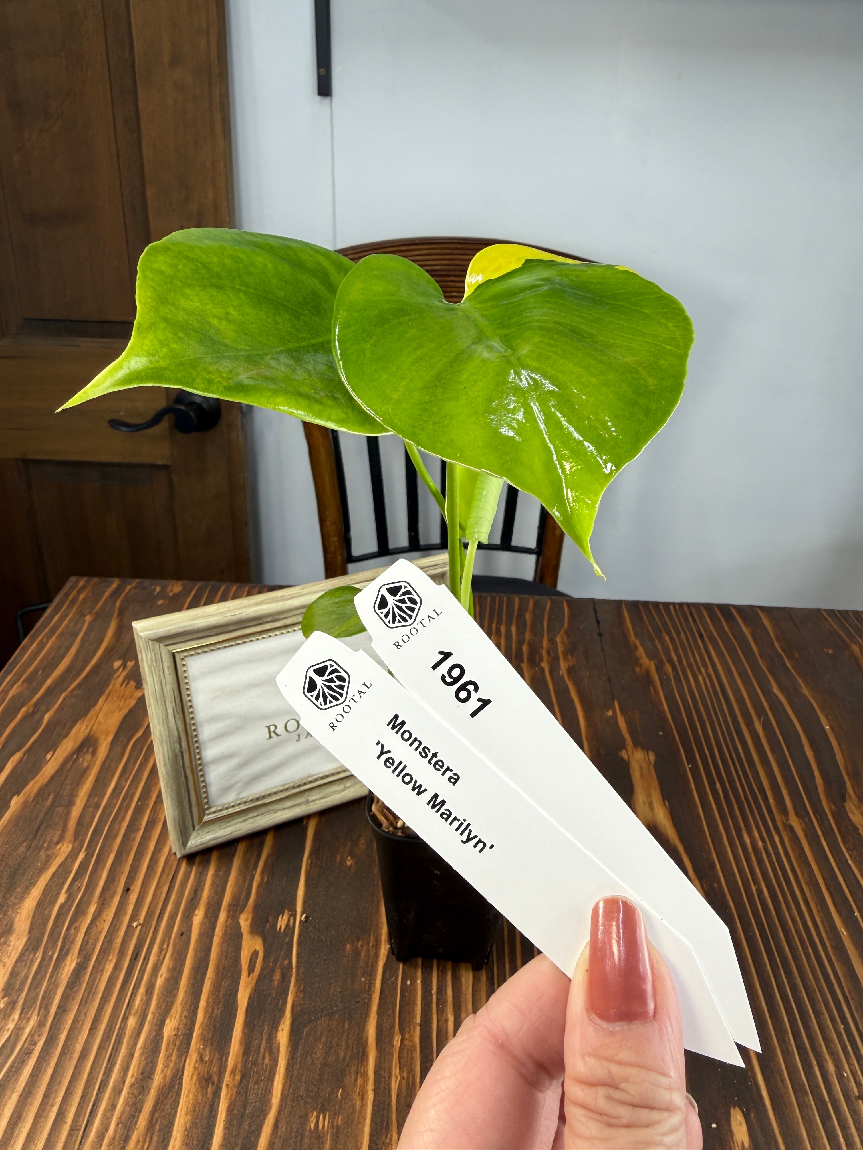 モンステラ | ROOTALPLANTS