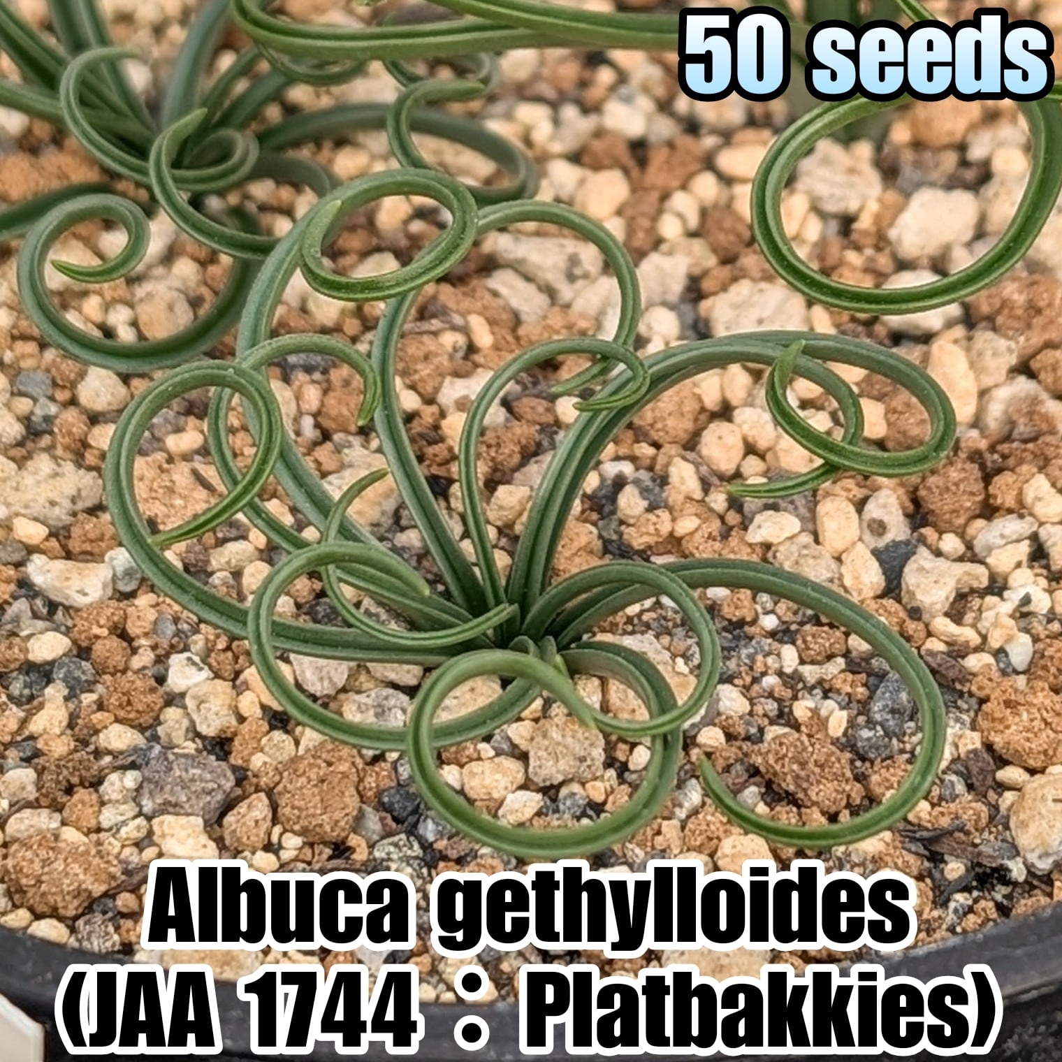 種子（大容量お得パック一覧） | YAJIMA: Succulents of Wild