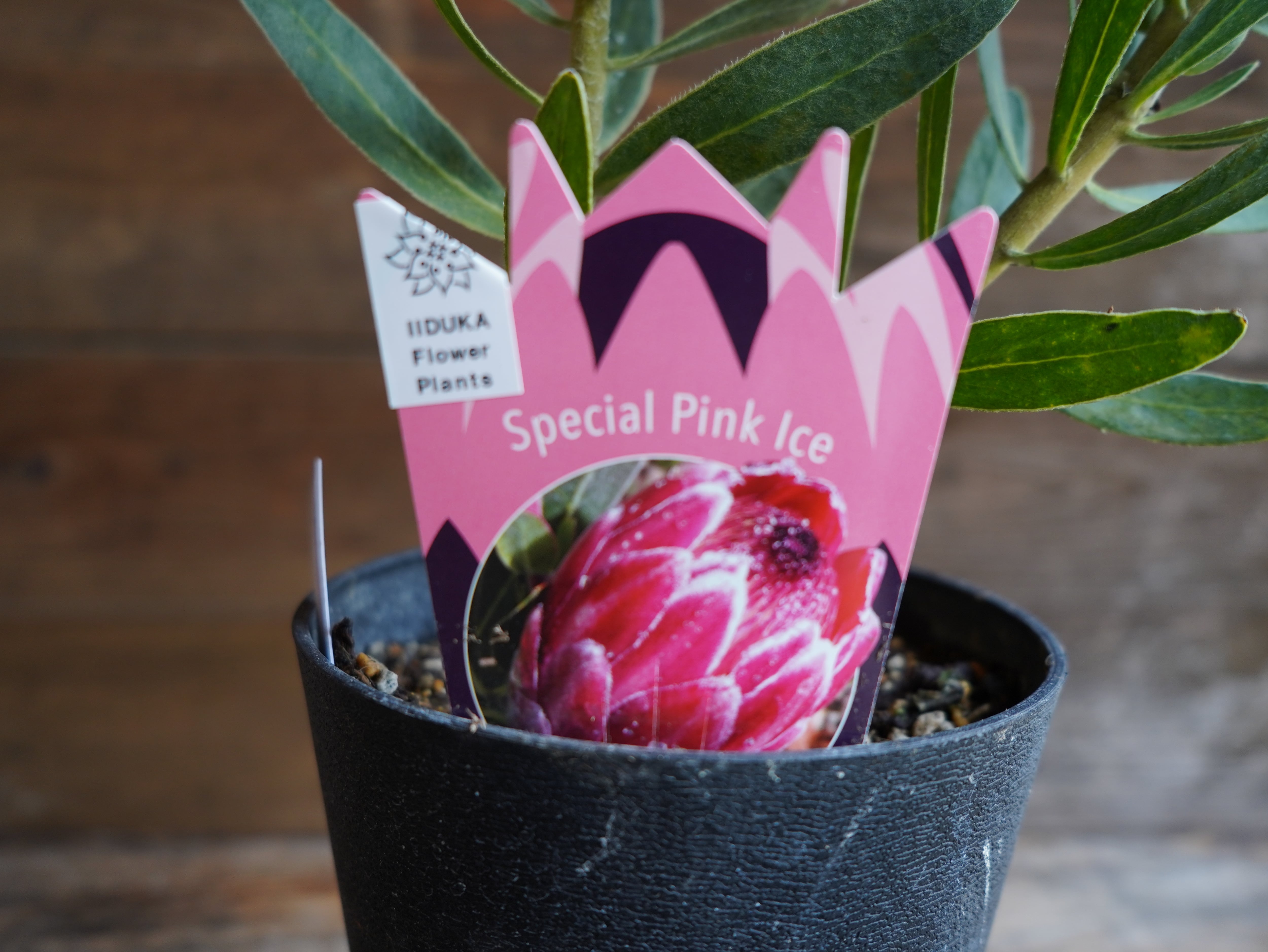 【現物】プロテア　”スペシャルピンクアイス”　A