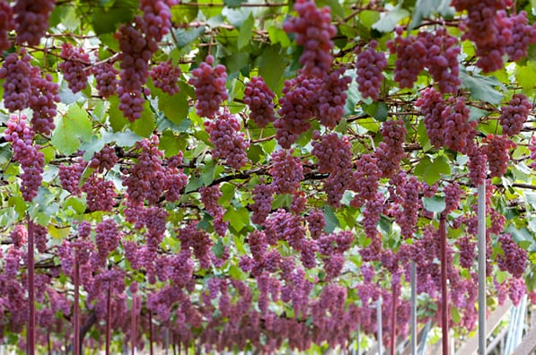 イベント2/14（土）【蒼龍葡萄酒　コラボランチイベント】12:00～