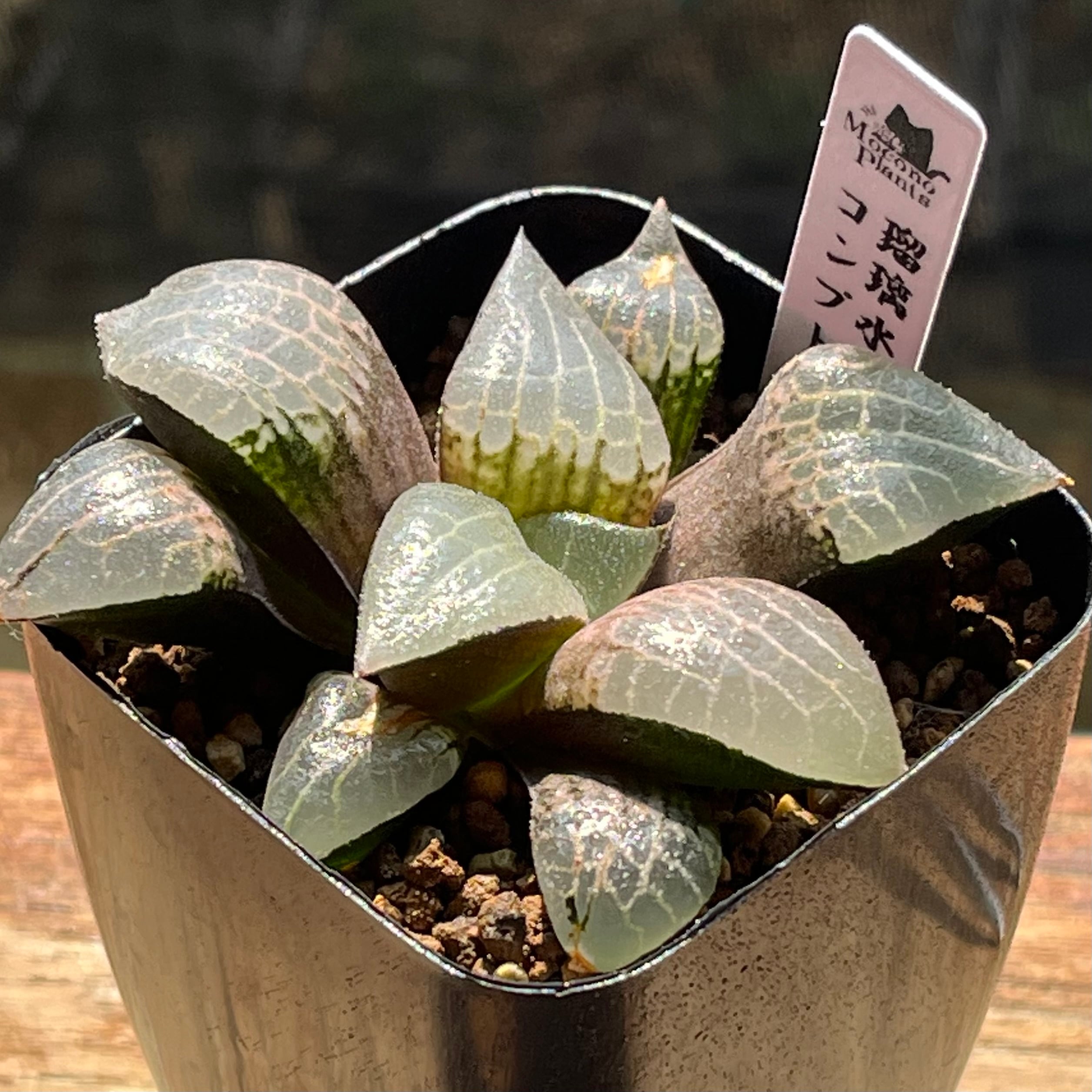 ハオルチア フェアリー | mocono_plants
