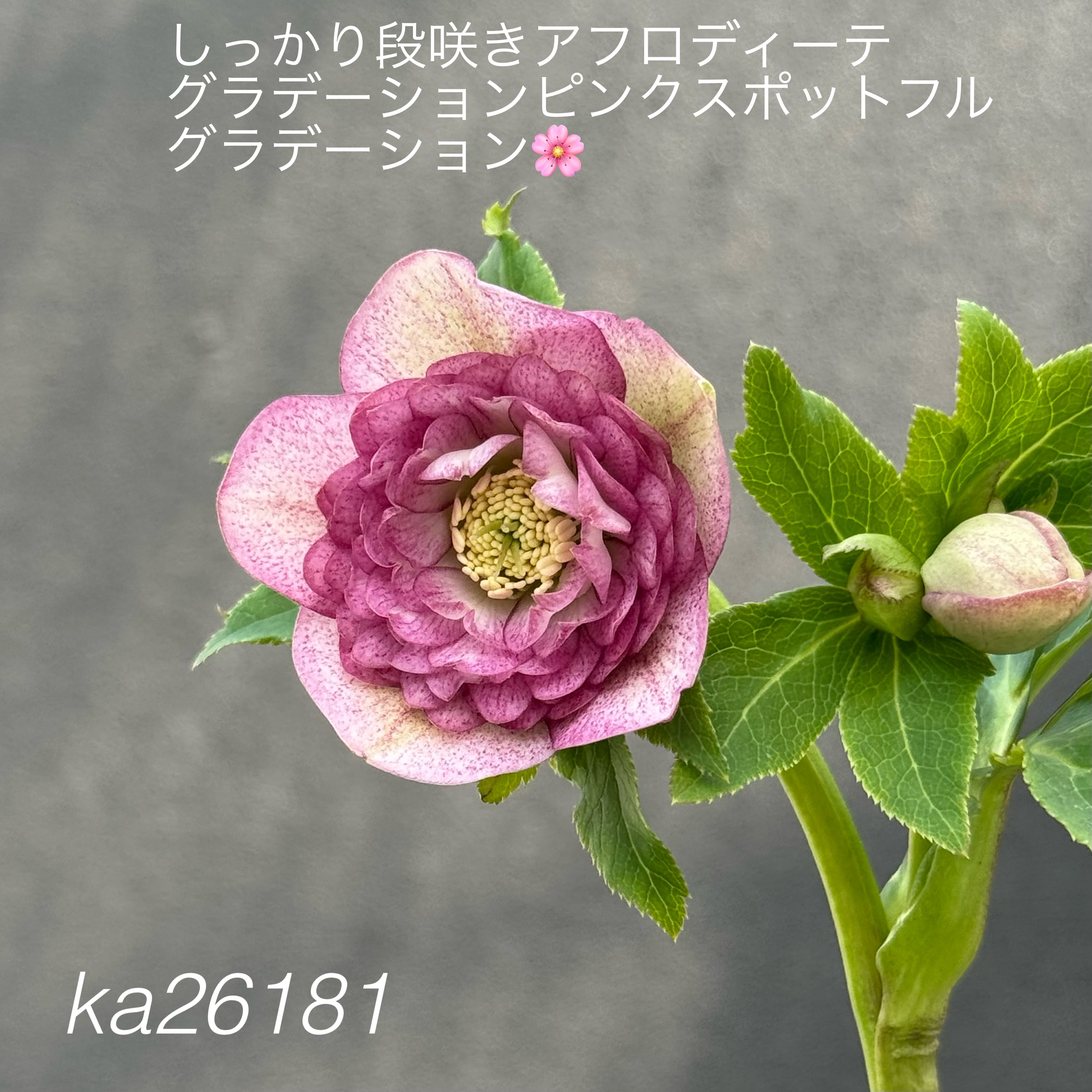 加藤農園クリスマスローズ開花株 超レア！SDモーリーイエロー