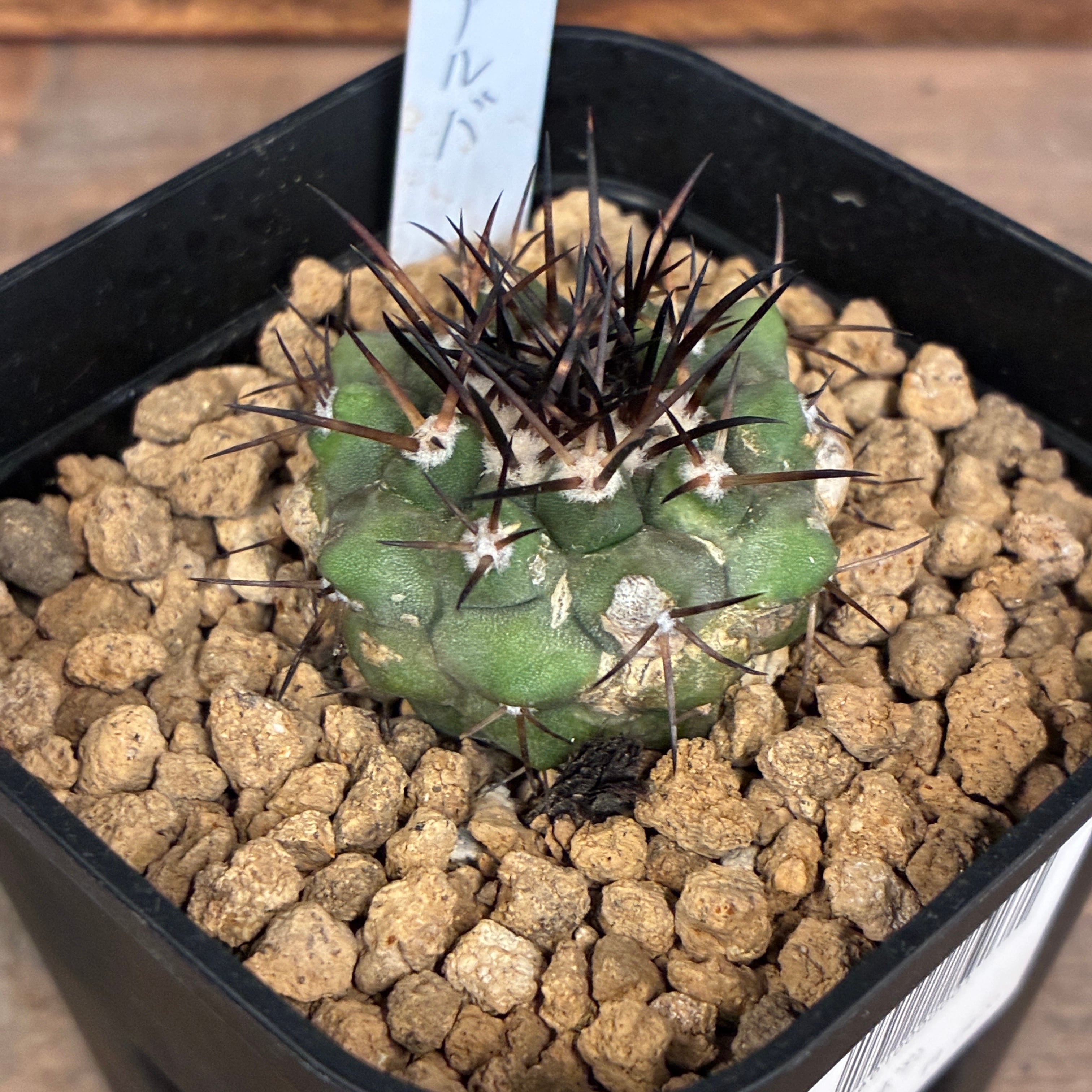 Copiapoa】サボテン コピアポア コルムナアルバ 孤竜丸 実生【329