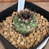 【Copiapoa】サボテン　コピアポア　コルムナアルバ　孤竜丸 実生【329】【再撮影】