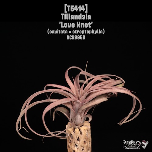 【送料無料】'Love Knot'〔エアプランツ〕現品発送T5414