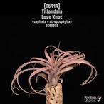 【送料無料】'Love Knot'〔エアプランツ〕現品発送T5414