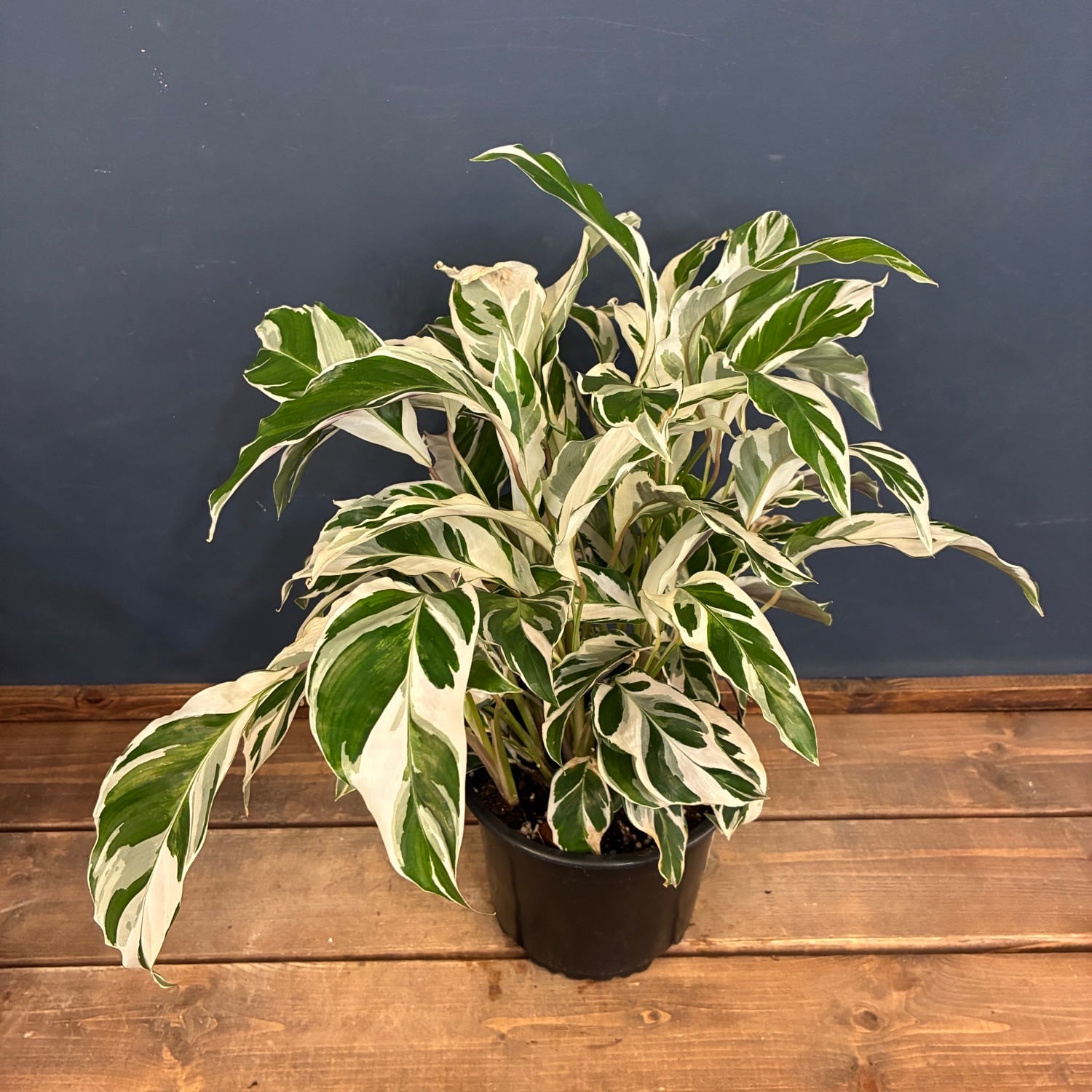 PROTOLEAF プロトリーフ