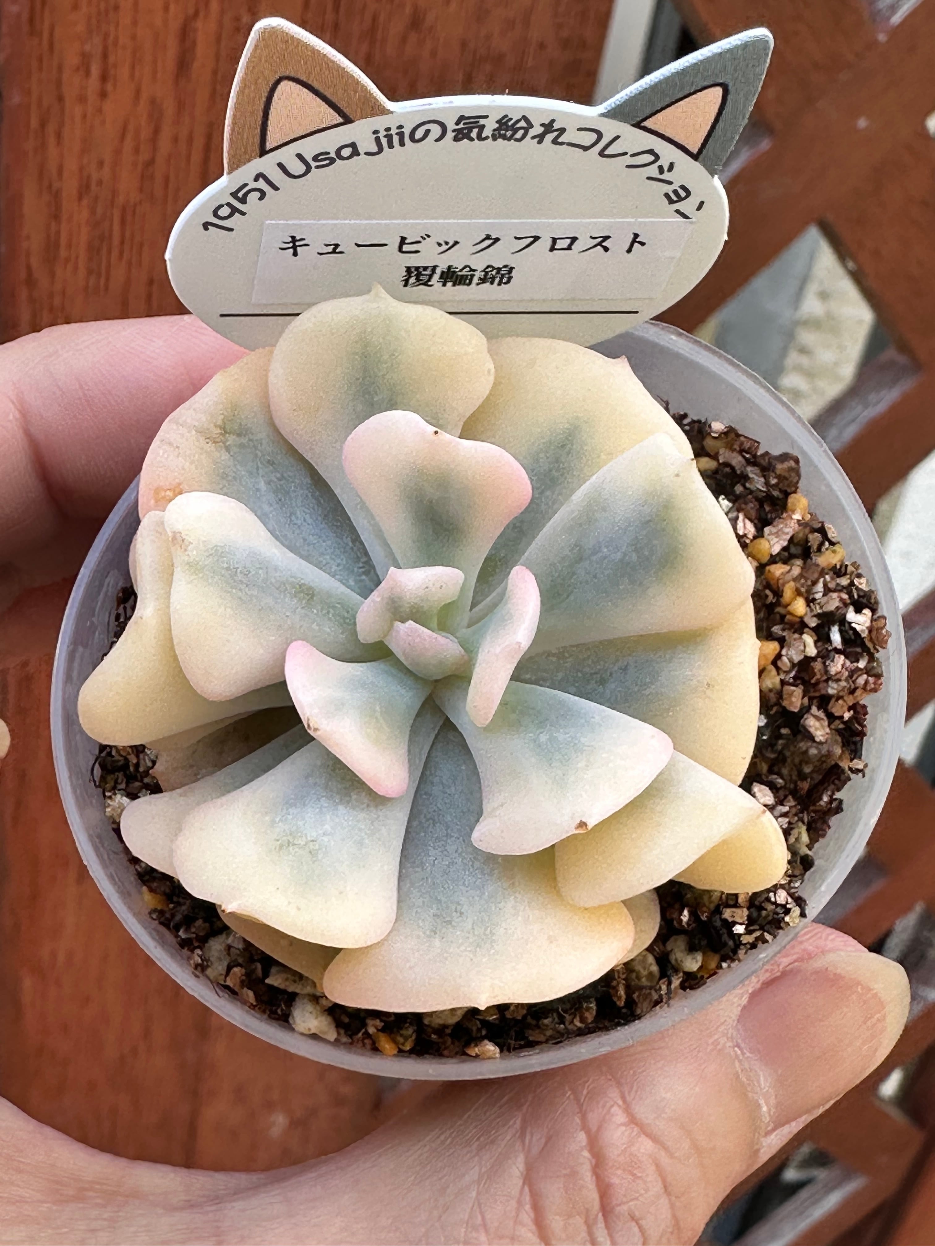 多肉植物 アエオニウム 孔雀白錦 美苗 #孔3 | PAY ID