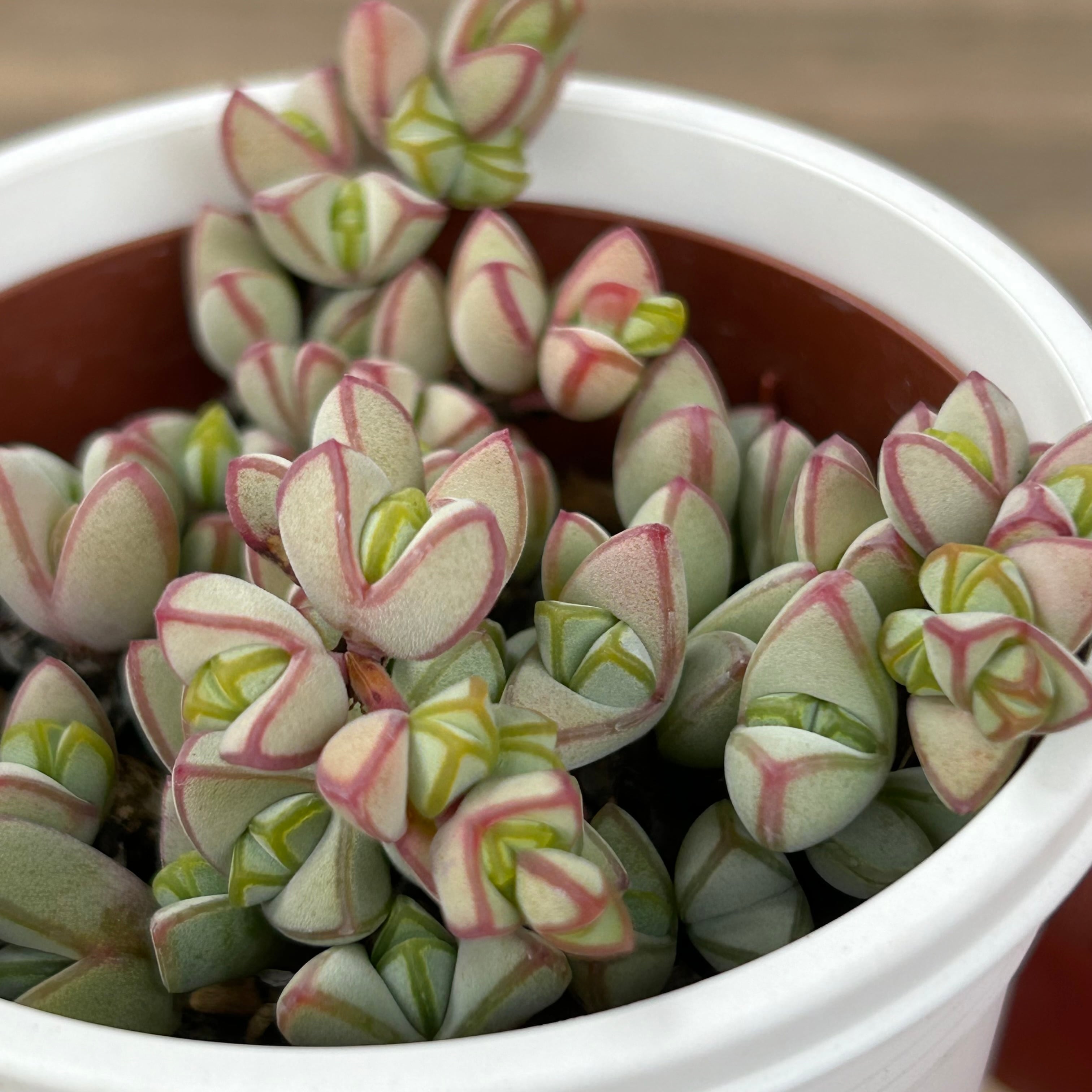 つねりん 多肉植物のオルゴナイト全10点セット 楽天市場】多肉植物 hmアエオニウム アイクリソン錦 多肉植物