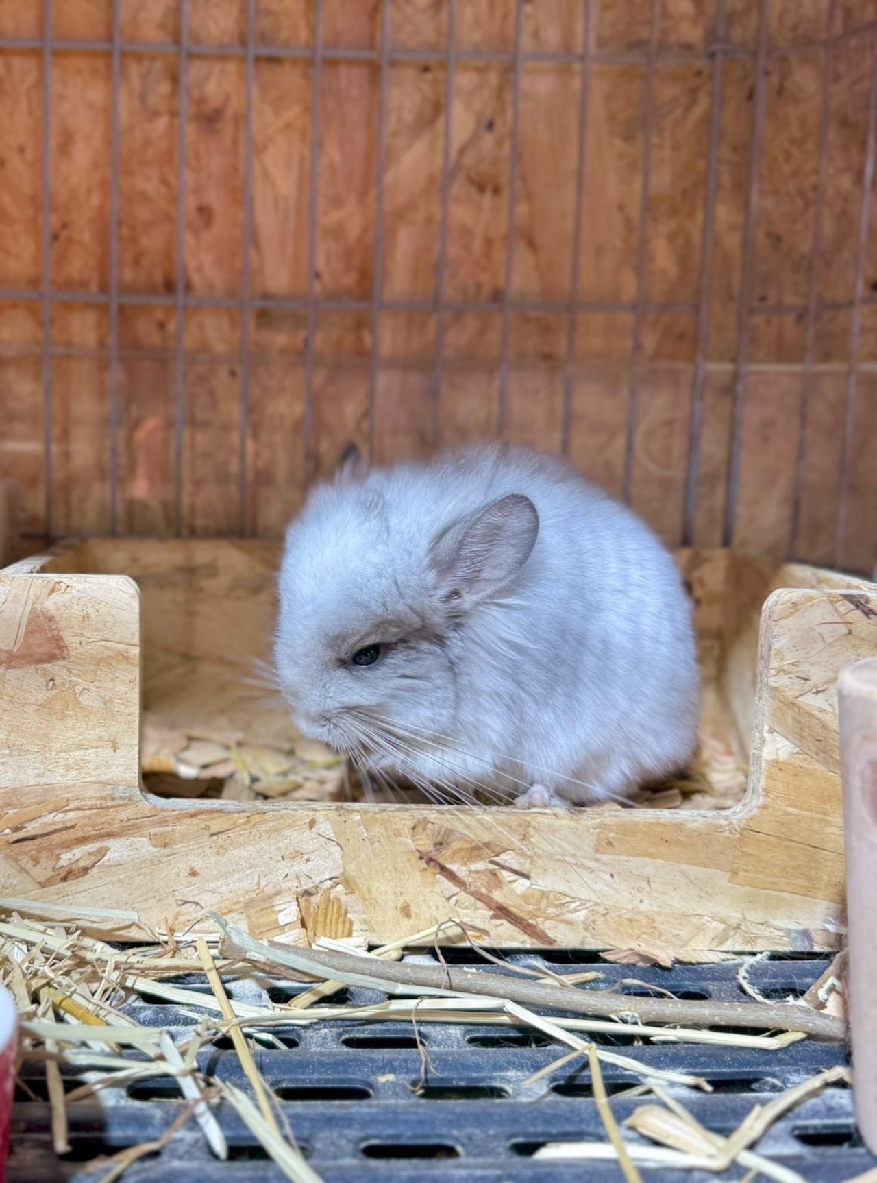 アンゴラ・シルバーモザイク・ホワイトテール - 2