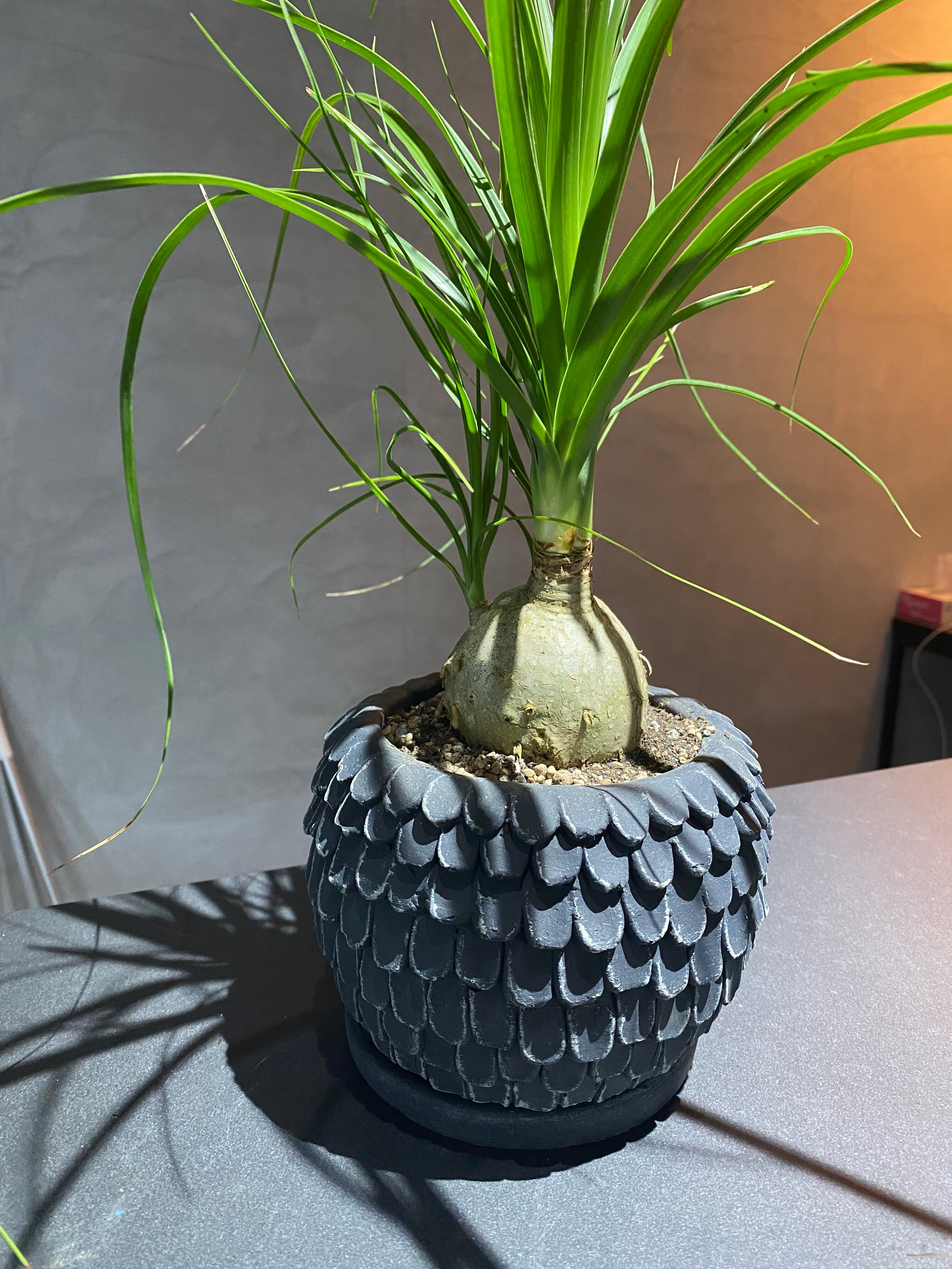 ノリナ【トックリラン】 | Kazua Online Store