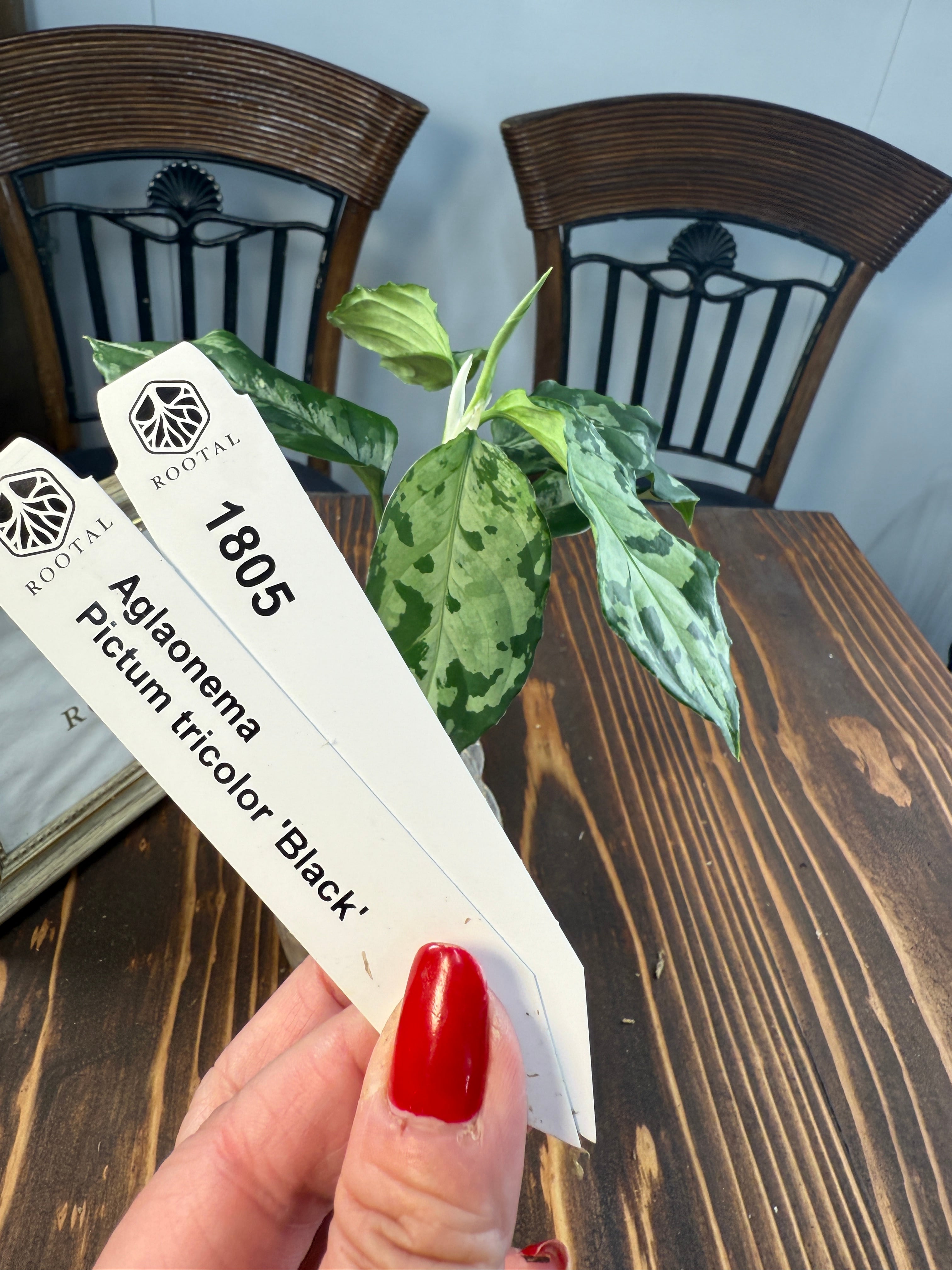 アグラオネマ | ROOTALPLANTS