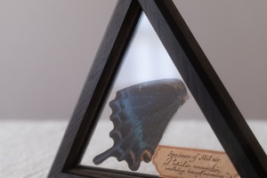 空中標本 - ミヤマカラスアゲハの翅 × 銘木 黒檀