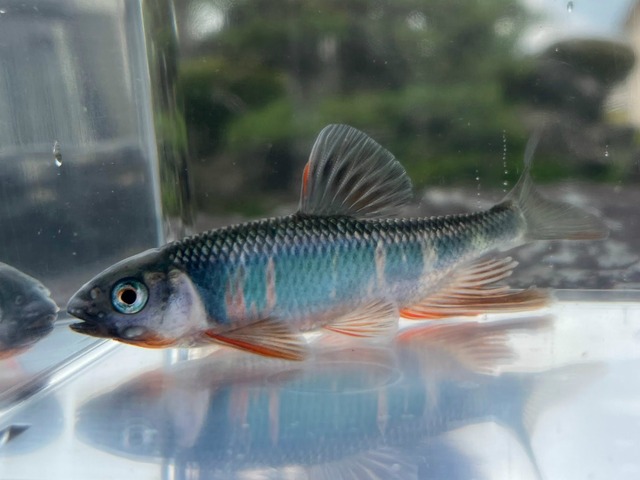 ※飼い込み個体※　（淡水魚）オイカワ　（9ｃｍ以上）（オス・1匹）【生体】