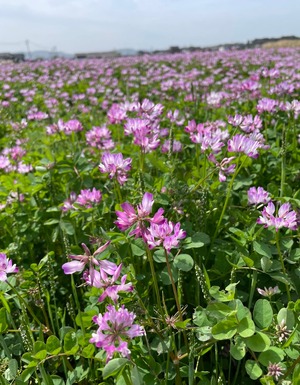 大自然米【10kg】精白米