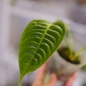 アンスリウム・ベイチー / Anthurium Veitchii / 観葉植物⑮