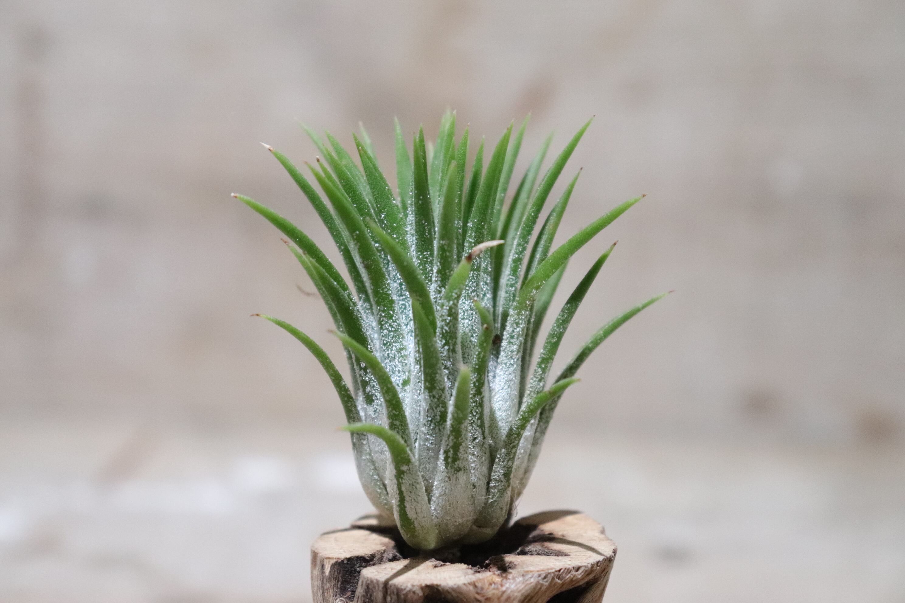 送料無料】ionantha 'Peach' ex.Jerry Domingo〔エアプランツ〕現品
