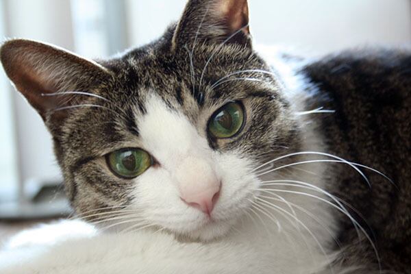 猫 ポストカード The Cat who....ジェリーの肖像 10x14.8センチ(cm)官製はがきサイズ 猫写真 はがき ねこ葉書 ネコハガキ Postcard