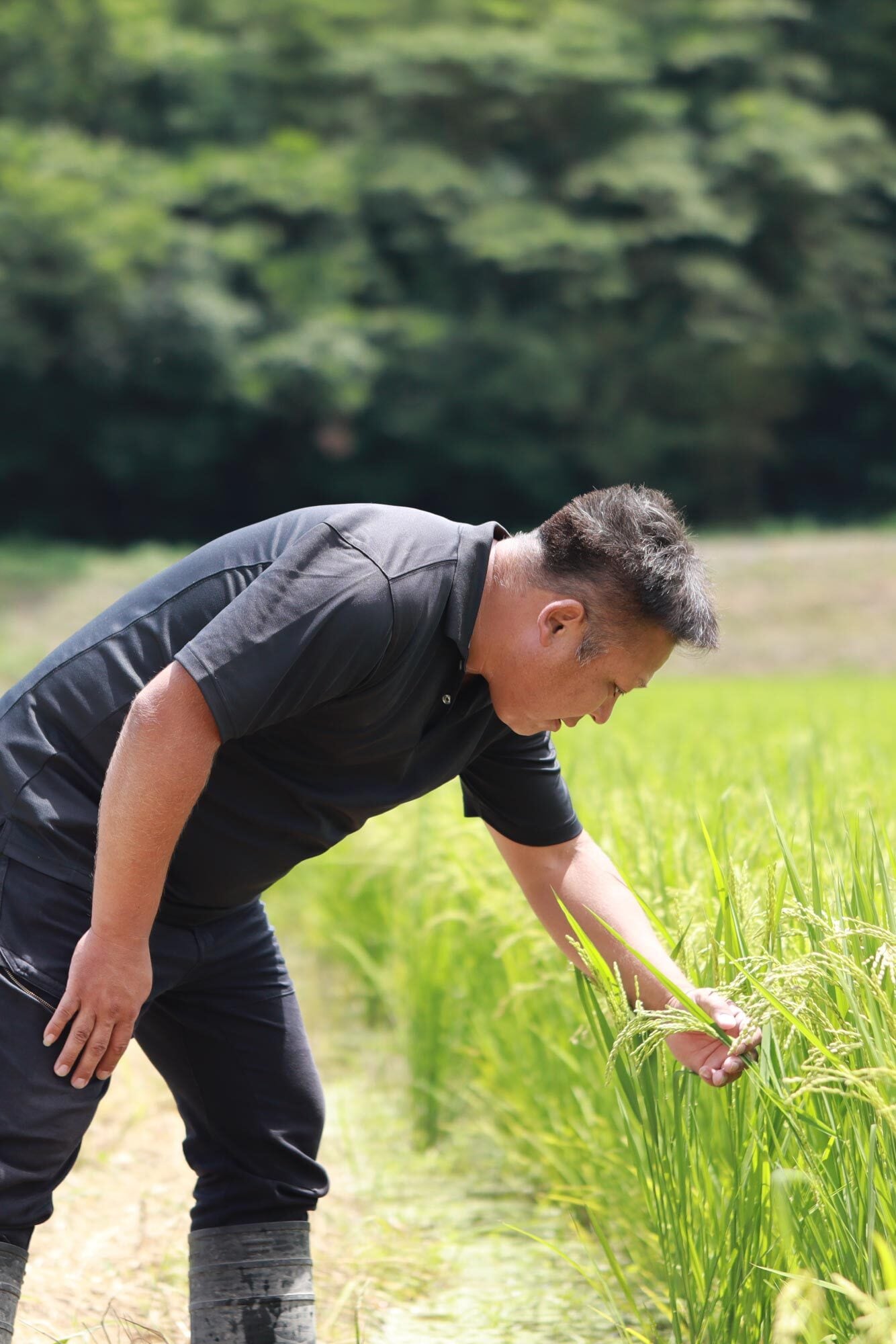 有機JAS】にこまる（玄米）2kg｜滋賀県竜王町産｜五ッ星お米マイスター