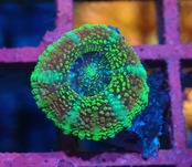 BossCollection Loadhowensis Frag