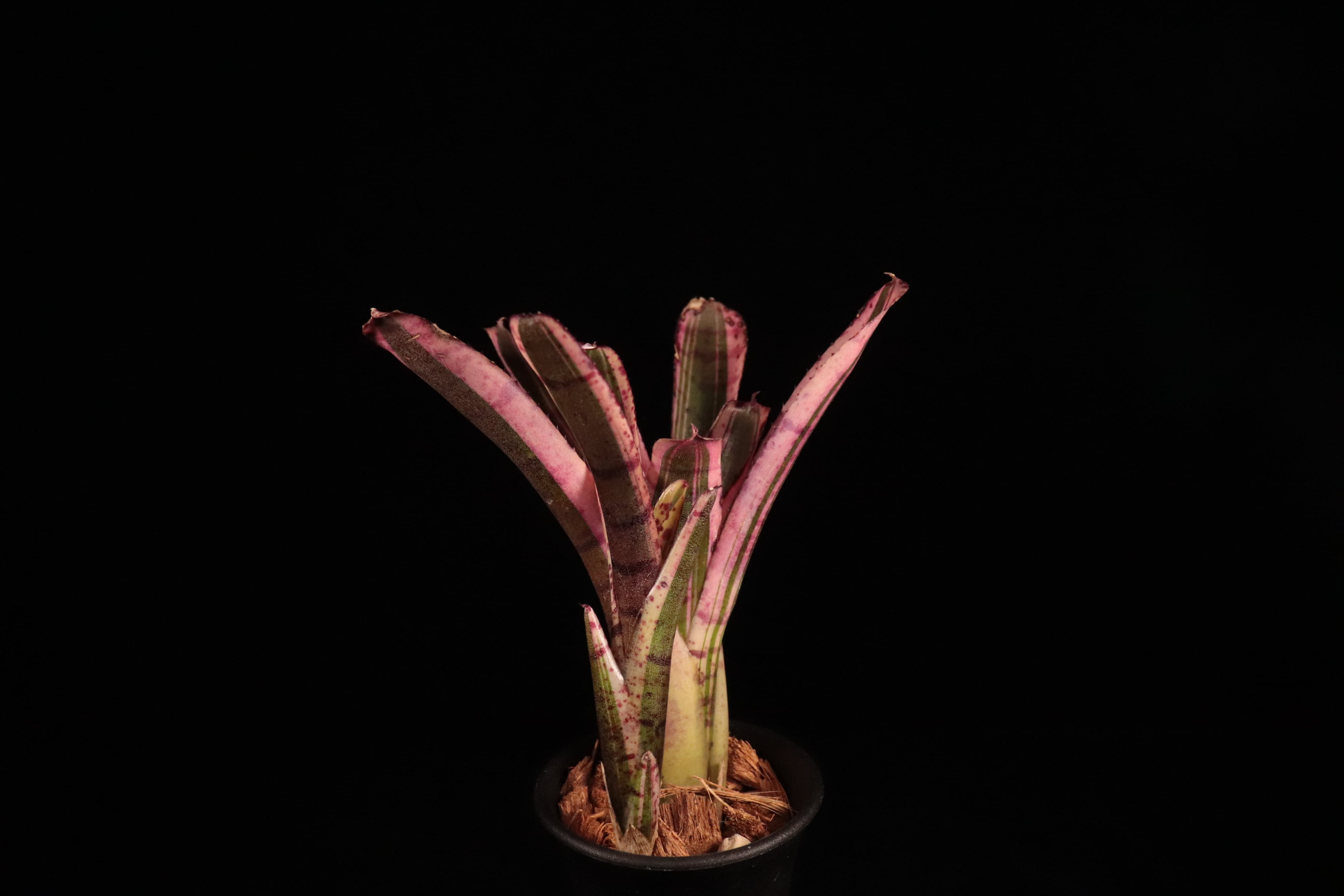 送料無料】Neoregelia 'Star Fire'〔ネオレゲリア〕現品発送N0188
