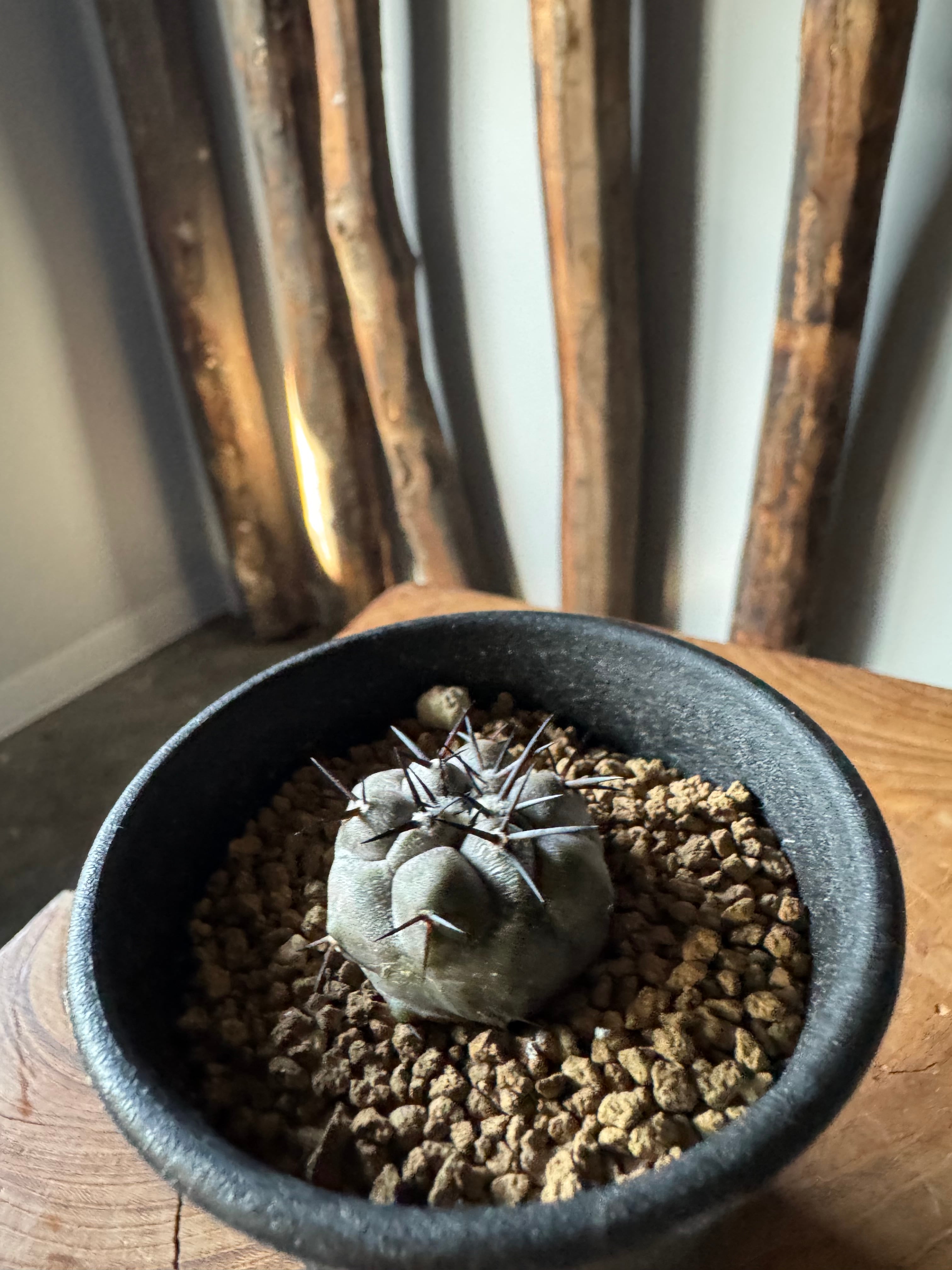 新着】Copiapoa cinerea【俺の黒王丸】コピアポアシネレア | 青坊主