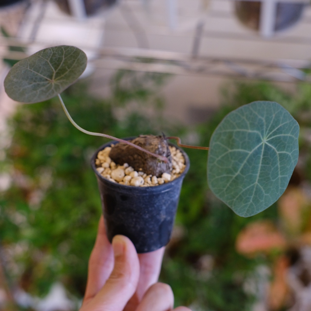 Stephania kaweesakii / ステファニア・カウィーサキ⑪ / 観葉植物<育て方・花言葉>