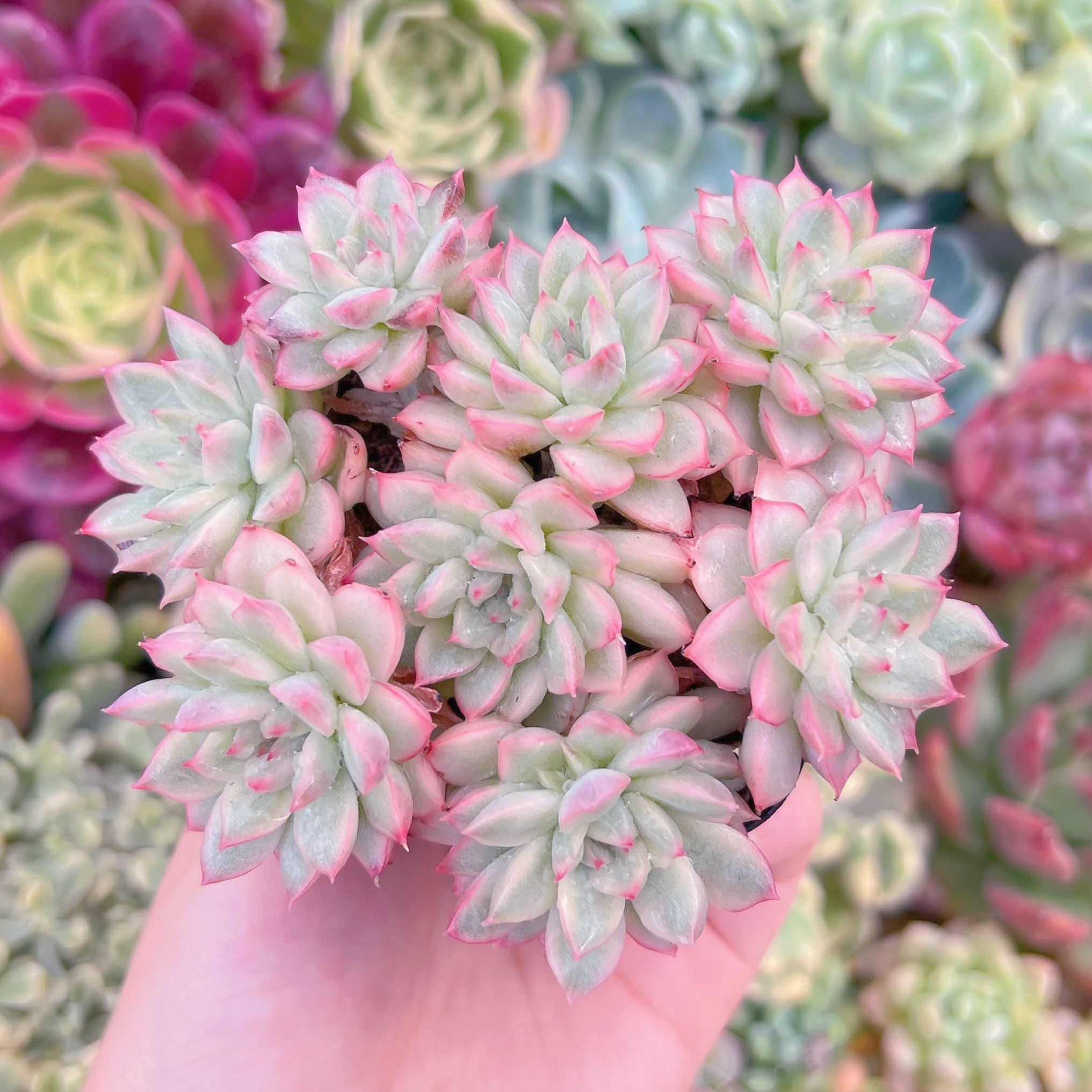 現品　Maibina#F220　群生　るる農園