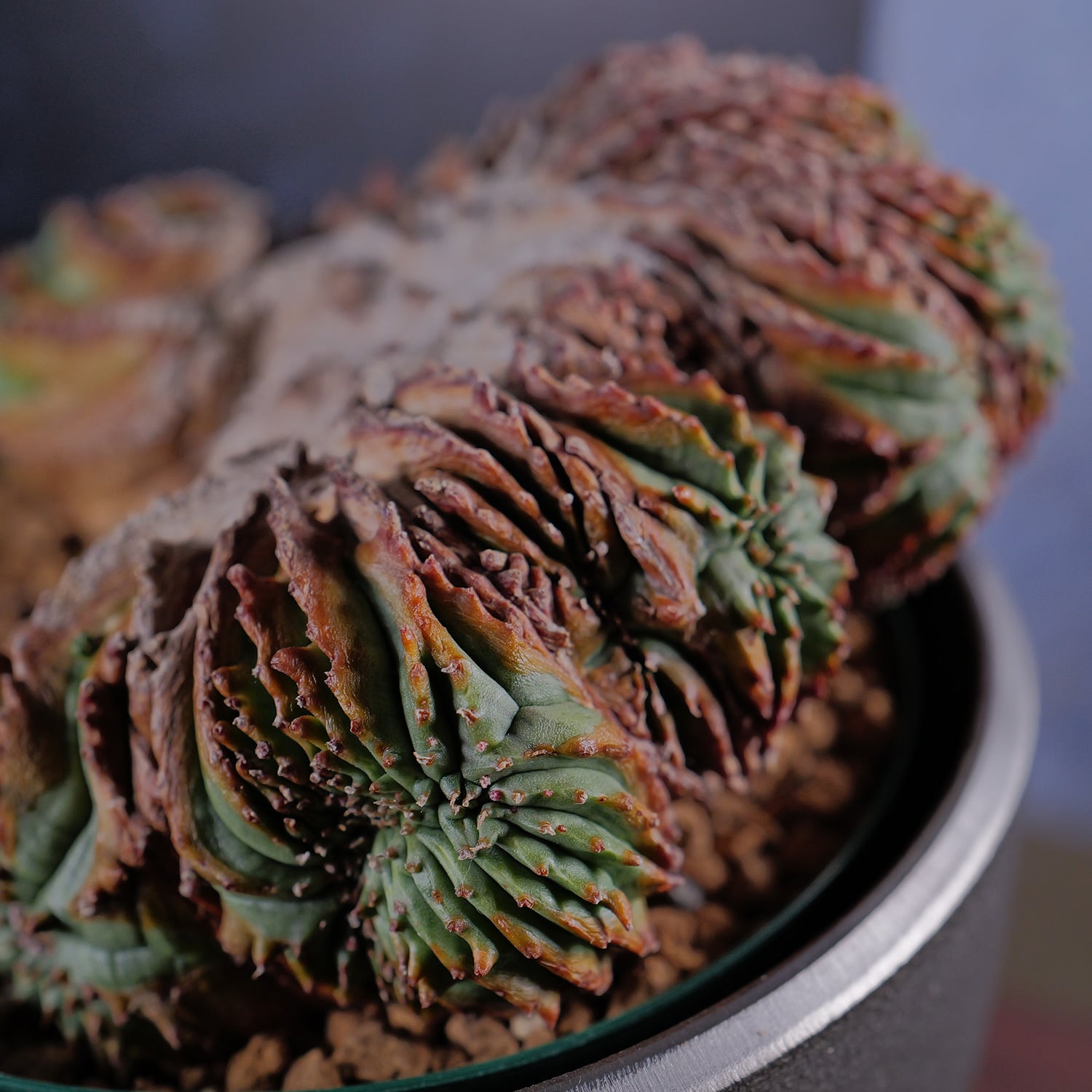 オス株【超厳選株】超異型 超大株 最大幅約12.6cm ヴィンテージ 綴化