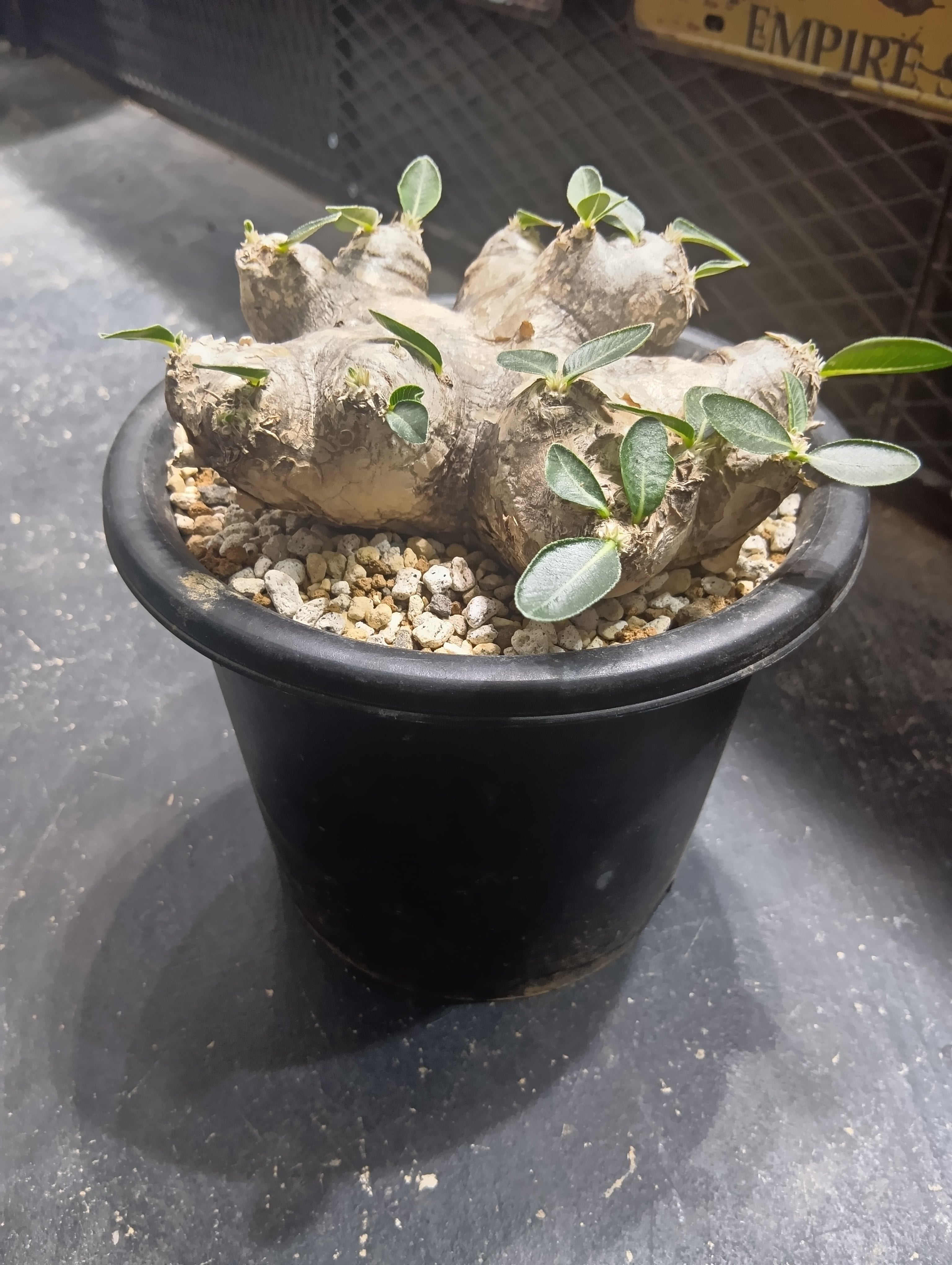 パキポデュウム ブレビカウレ 大きめ現地球 パキポディウム ブレビカウレ 現地球No.2 | Buenaplant