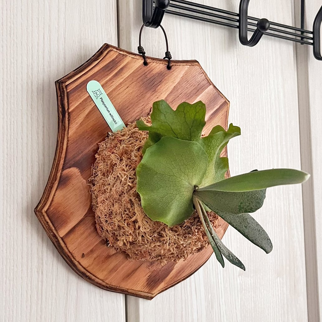 ビカクシダ ウィリンキー 板付 【観葉植物 室内 コウモリラン