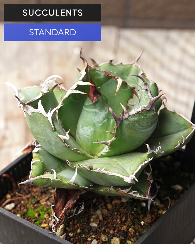 抜き苗 アガベ チタノタ 白鯨 Agave titanota 'Hakugei'
