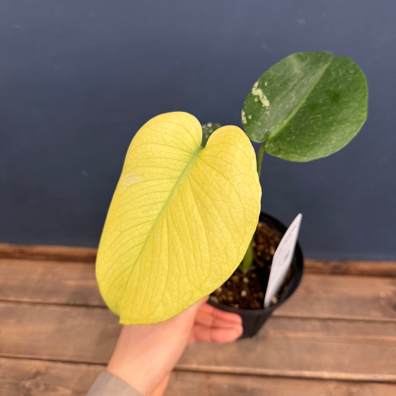 モンステラ・ポトス Yellow Monster (Mature plant) Yellow Monster (Mature plant) 【公式通販】