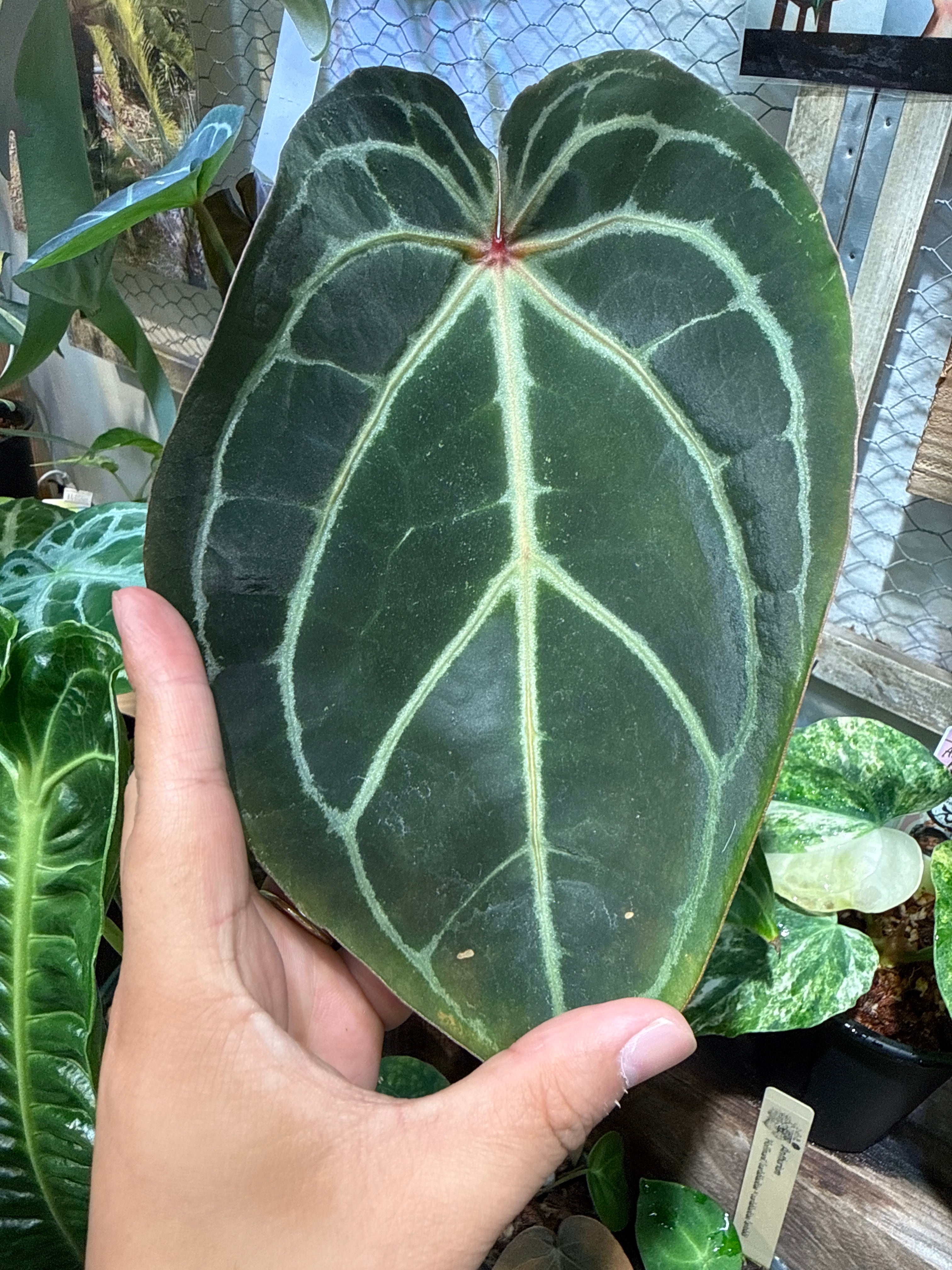 A. crystallinum 'Red scarlet' | Gardenえん 【観葉熱帯植物】