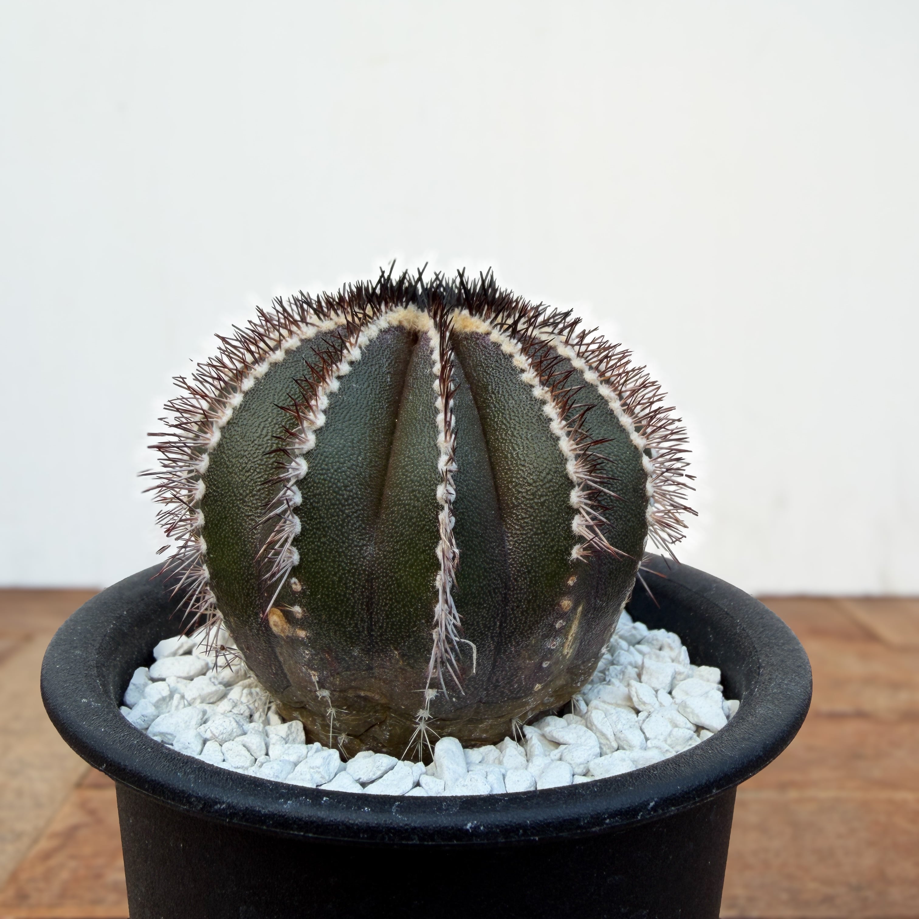 Uebelmannia pectinifera　ユーベルマニア　ペクチニフェラ Uebelmannia pectinifera【ユーベルマニア・ペクチニフェラ・実生