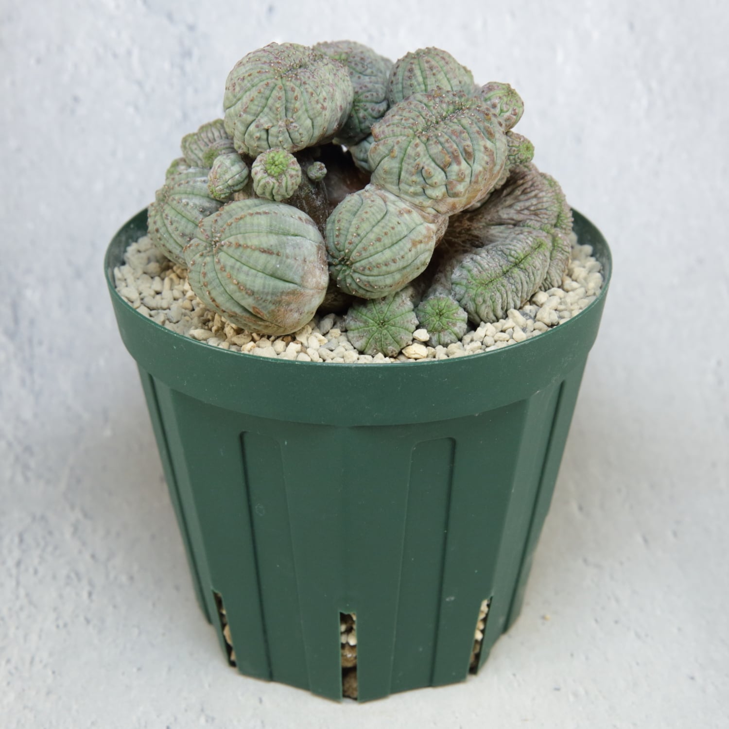 Shamrock ★ Cat 幅10センチ　超特大　モンスト　オベサ Shamrock ☆ Cat様 専用 幅10センチ 超特大 モンスト オベサ