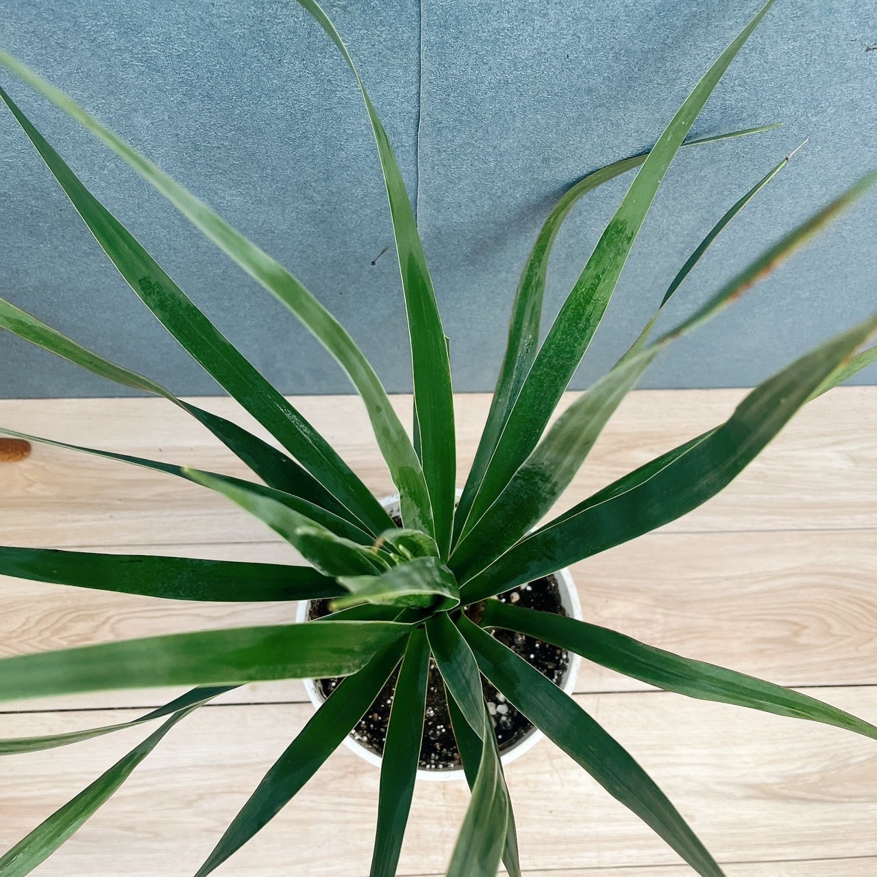 現品］【希少】17番 ドラセナ ドラコ 竜血樹 8号 観葉植物 レア 室内
