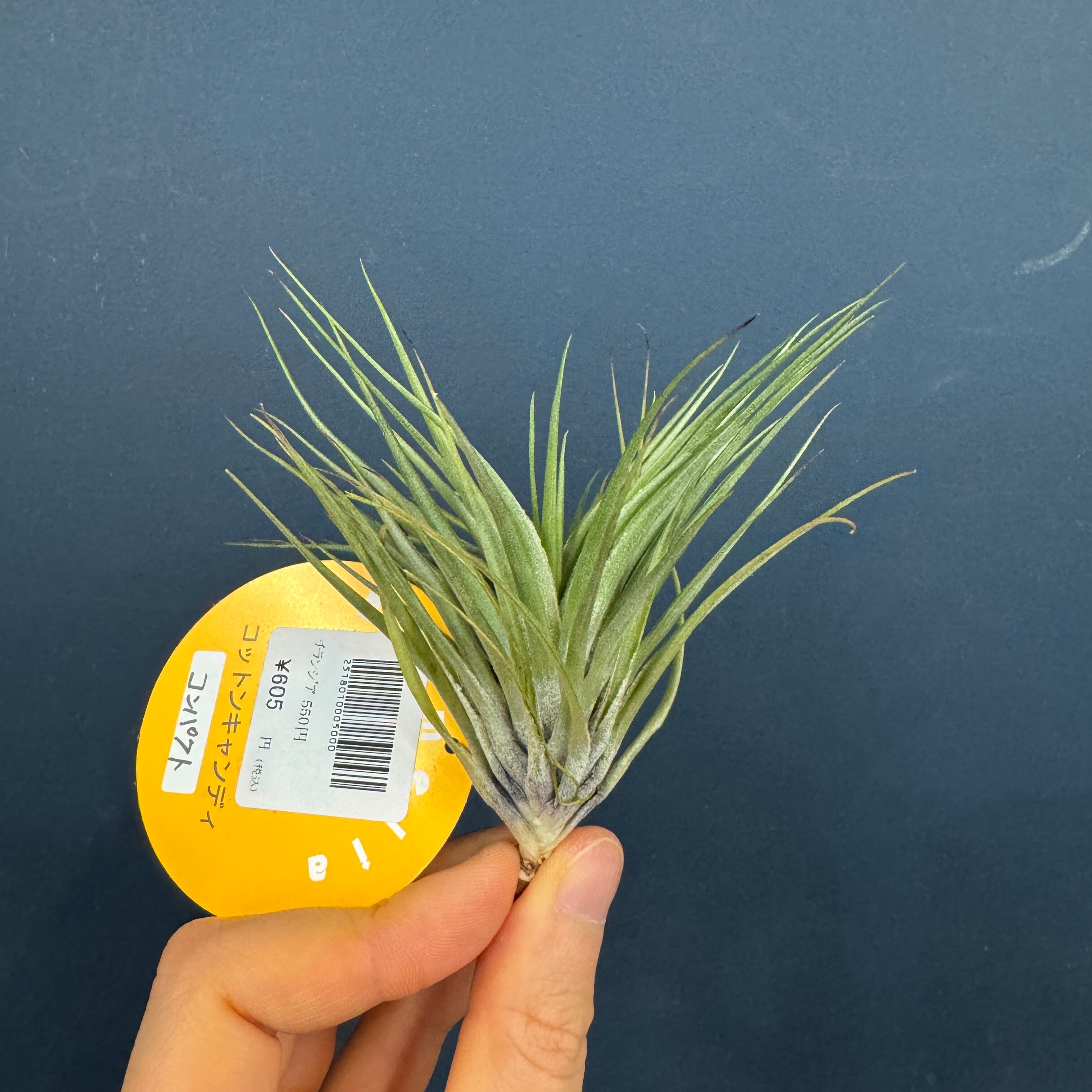 チランジア コットンキャンディ コンパクト【986】 | PROTOLEAF プロト