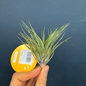 チランジア　コットンキャンディ　コンパクト【986】