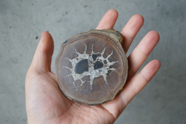セプタリアン Septarian 1344