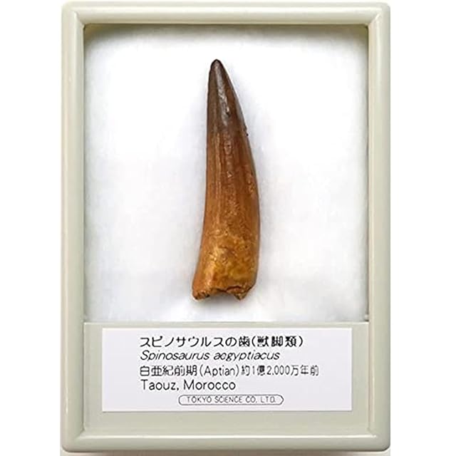 カブトガニの化石【Unidentified Xiphosurida】モロッコ王国産/化石
