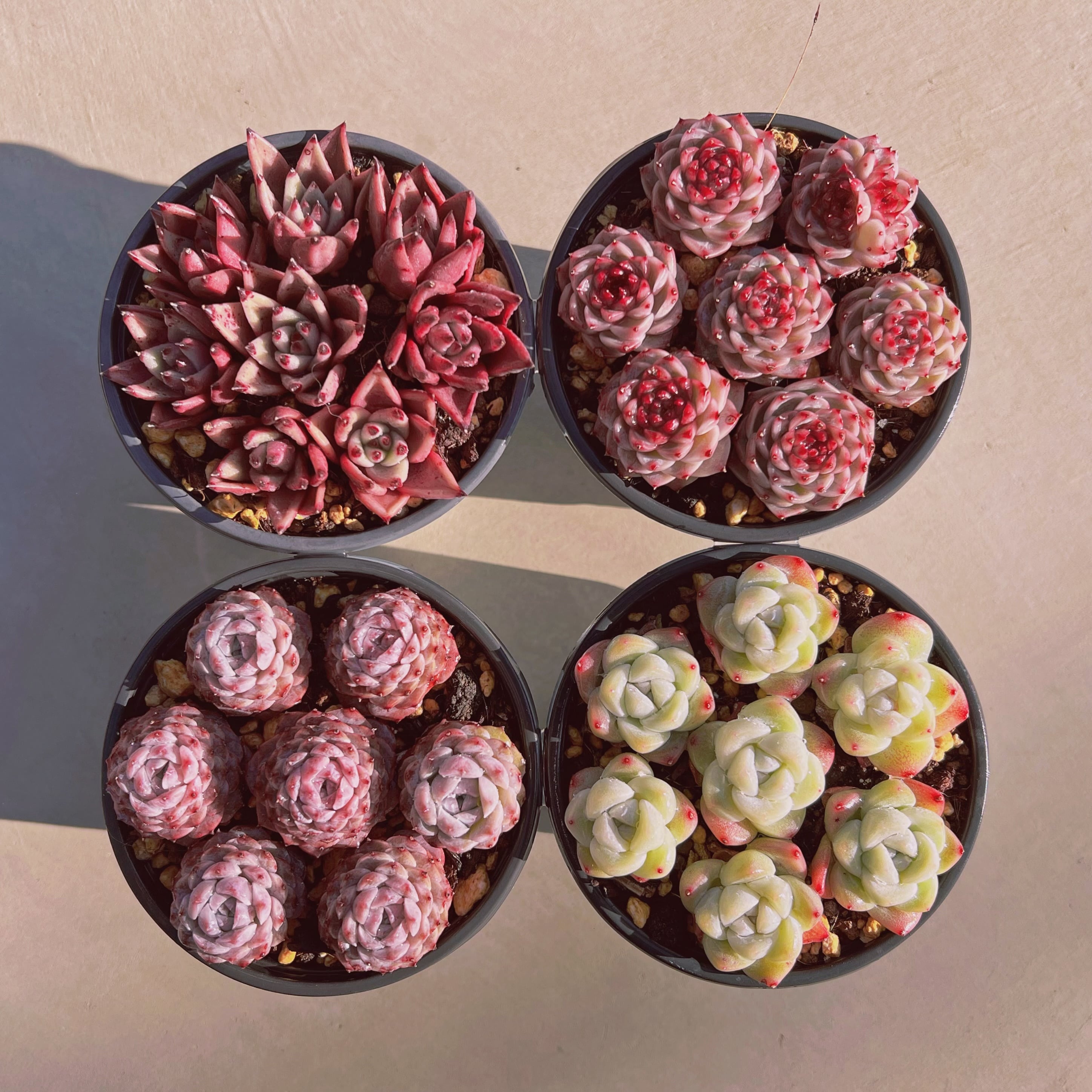 セットJ(1月26日base販売会)