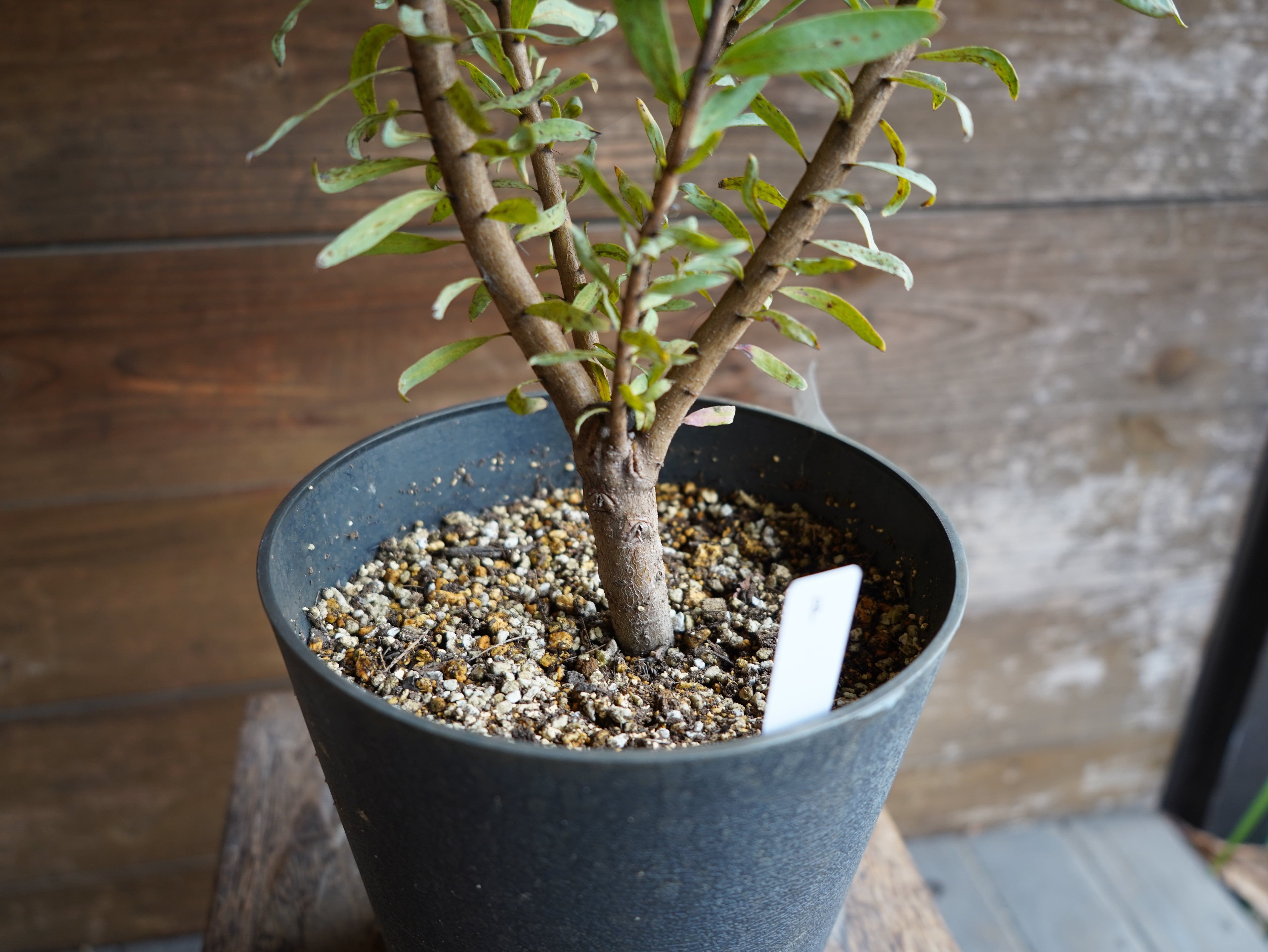 【現物】プロテア ”スザンナエ” B