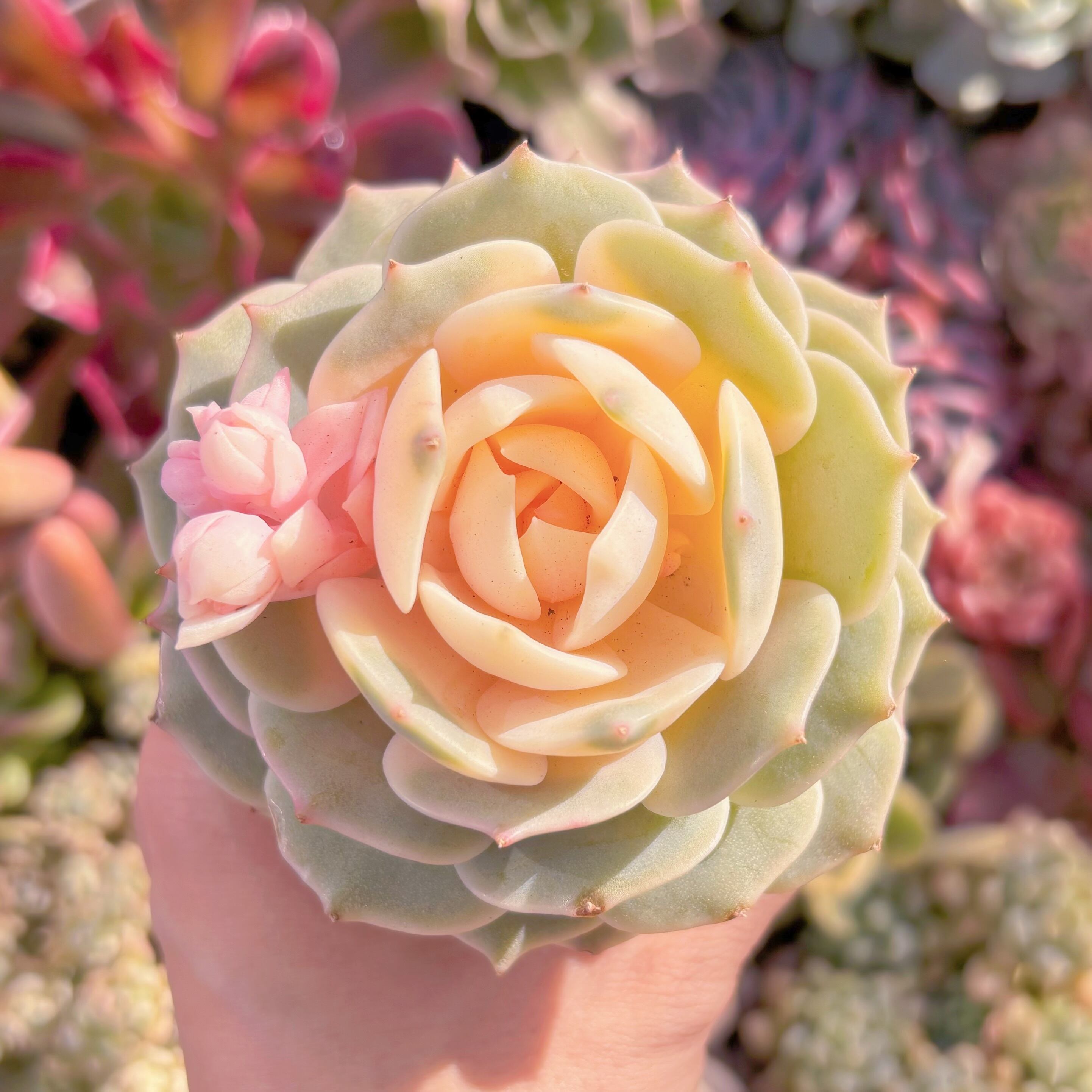 現品　ローラ錦#A63　るる農園