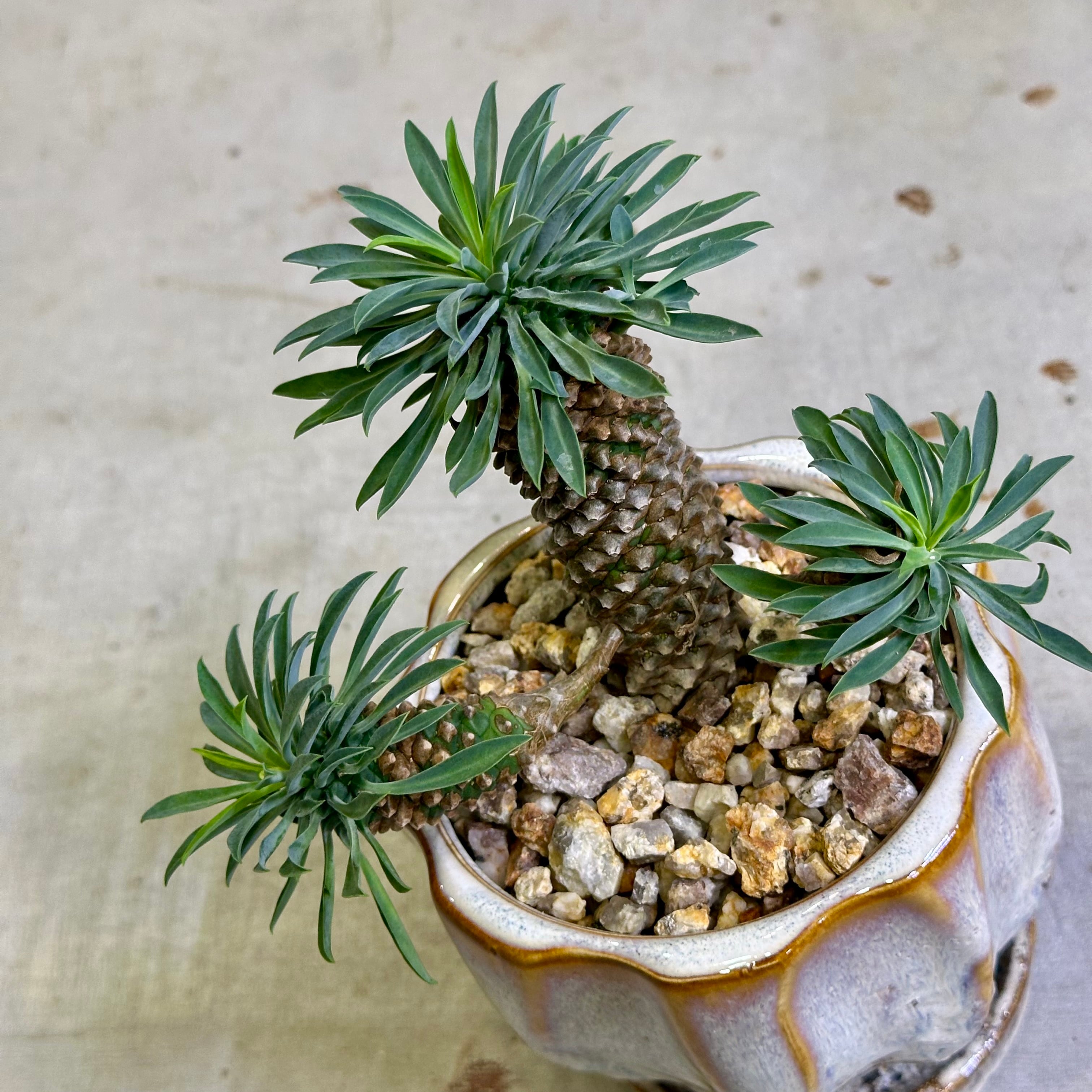 パイナップルコーン（ソテツキリン） | barrelplants_BONSAI